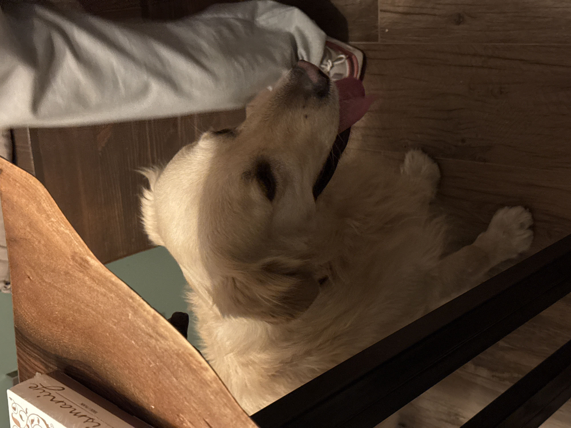 Pet owner documents evening home life in Yerevan apartment