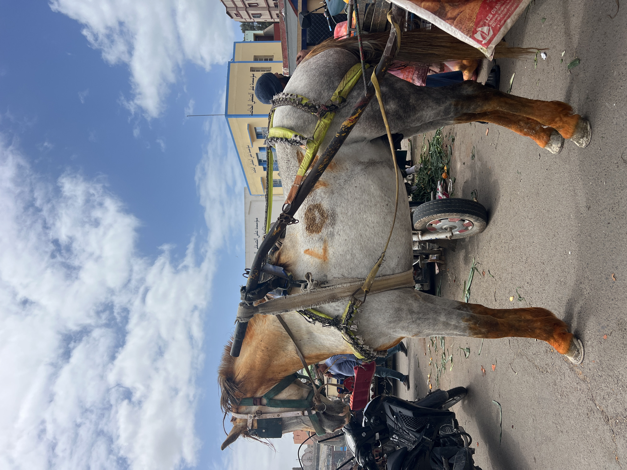 Horse-drawn cart with goods spotted on Safi street