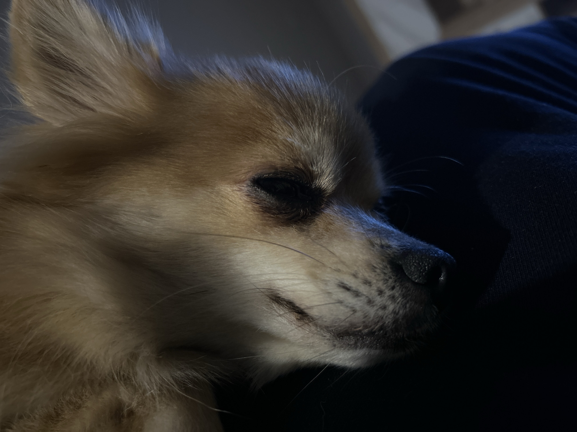 Dog at home birthday celebration in Varshets, Bulgaria