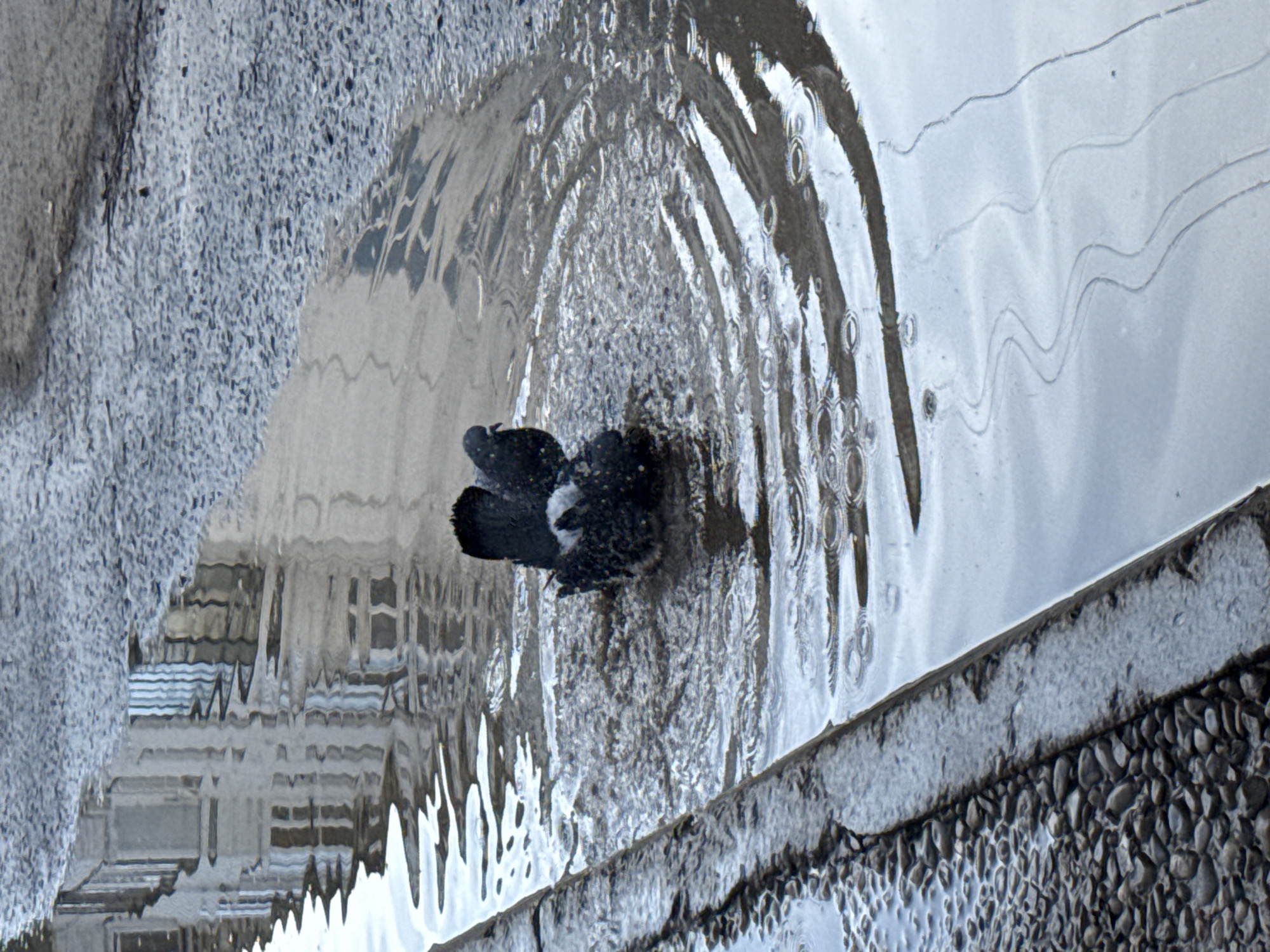 Pigeon bathing in puddle observed in Chaikovsky, Russia