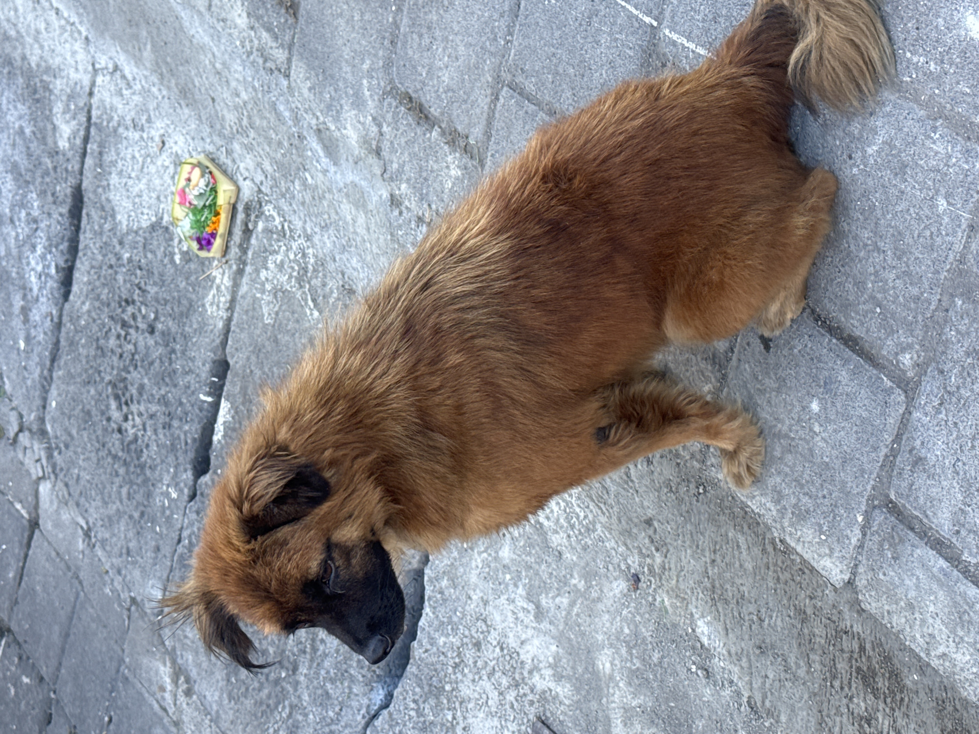 Dog rests near parked scooters in Kuta street scene