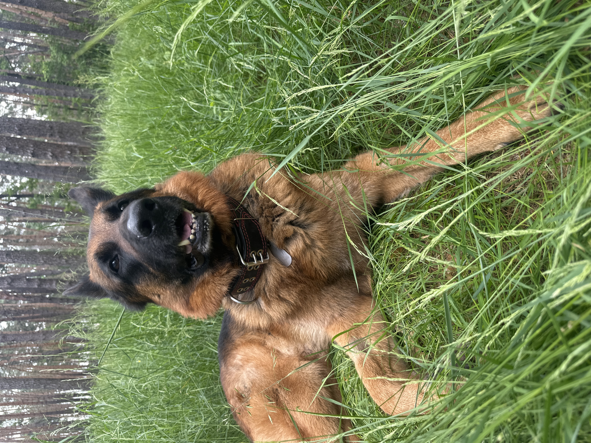German Shepherd forest walk with wildflowers and nature details