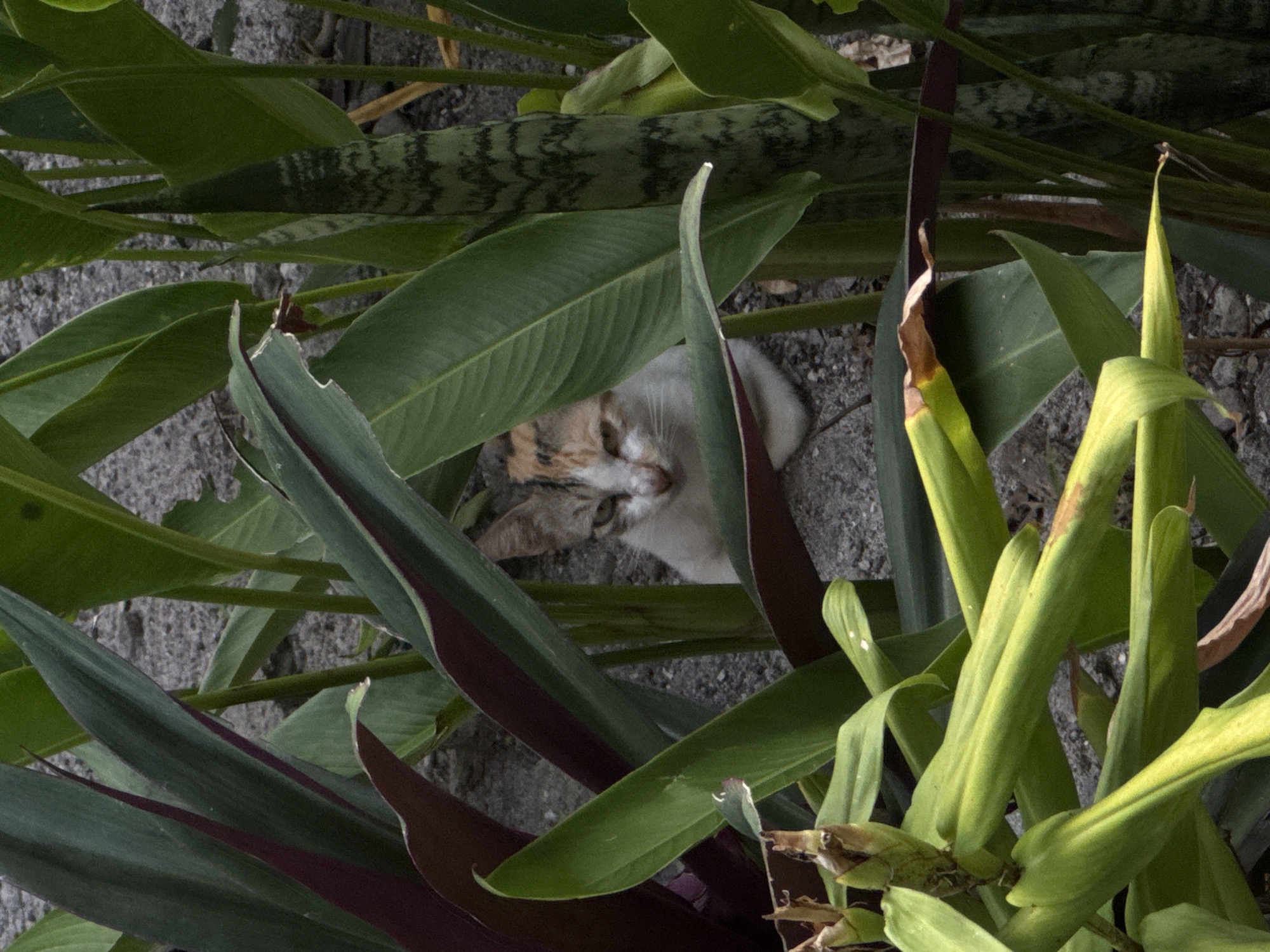 Cat spotted sleeping among plants in General Luna, Philippines