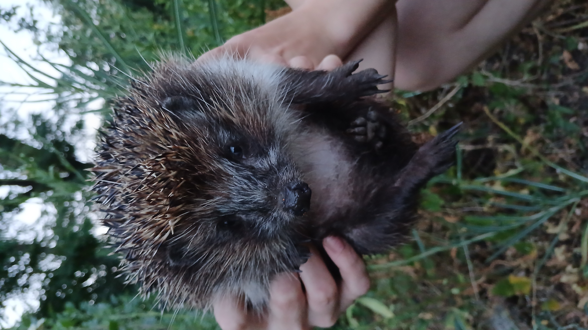 Juvenile European hedgehog held up close, facing forward.