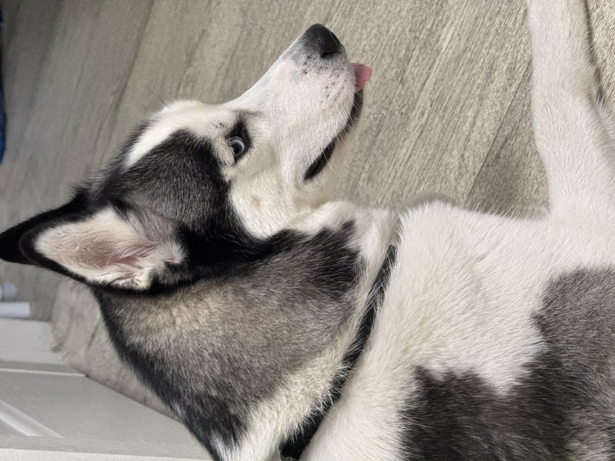 Husky on the floor, drinks in hand — a quiet evening in Tolyatti
