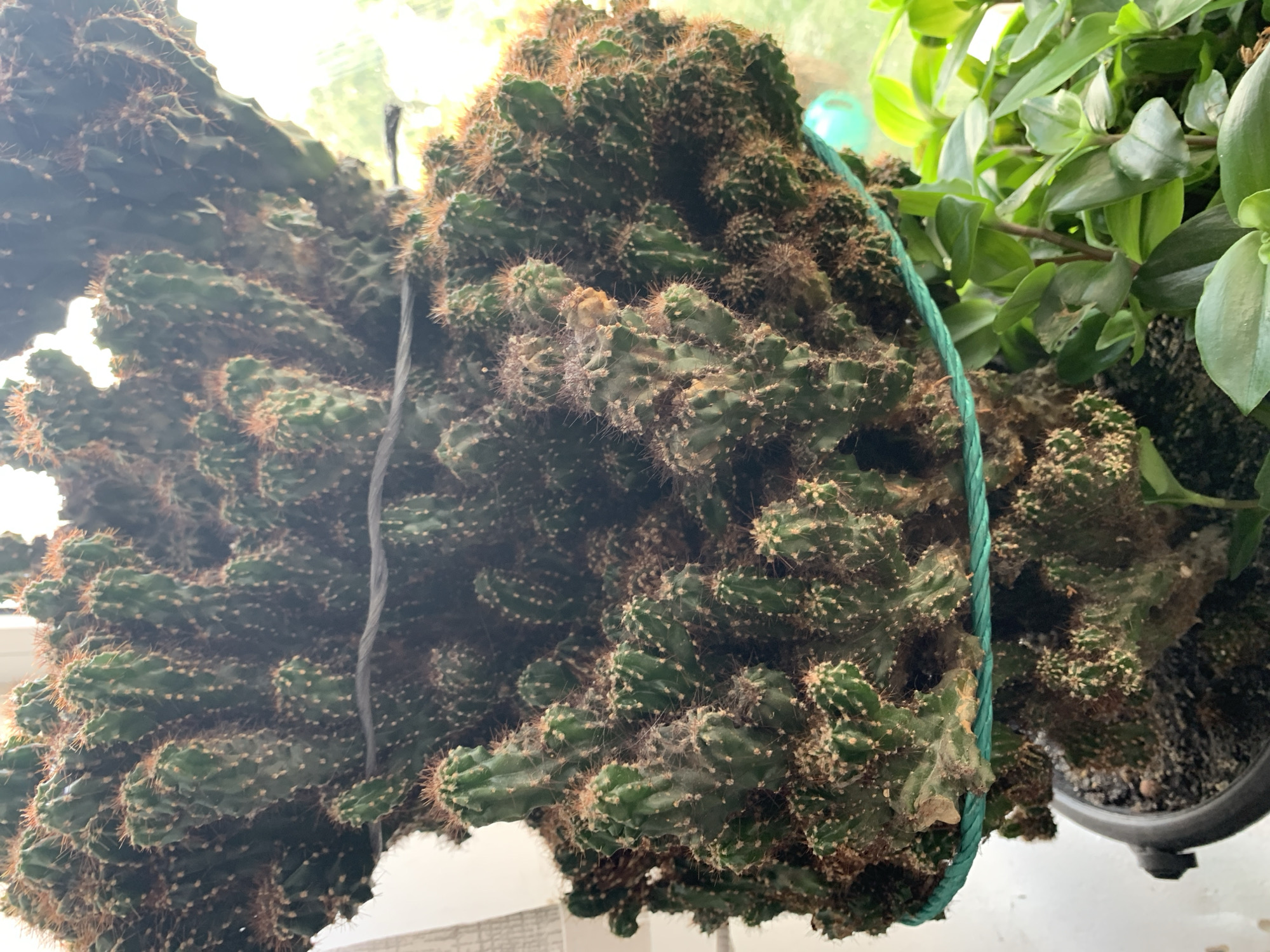 Close-up shots of indoor houseplants in pots