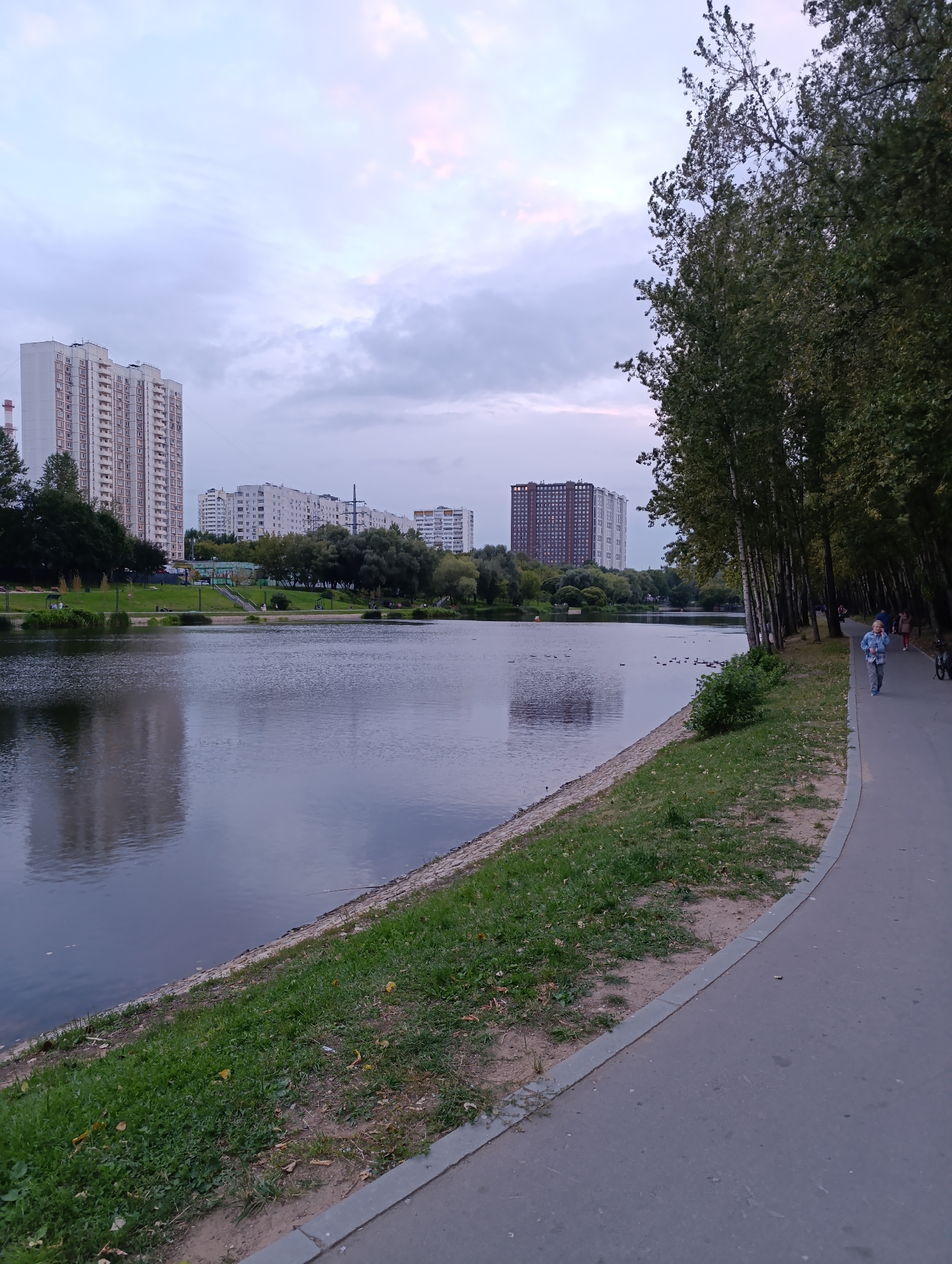 Quiet city park pond with ducks, reeds, and a floating birdhouse