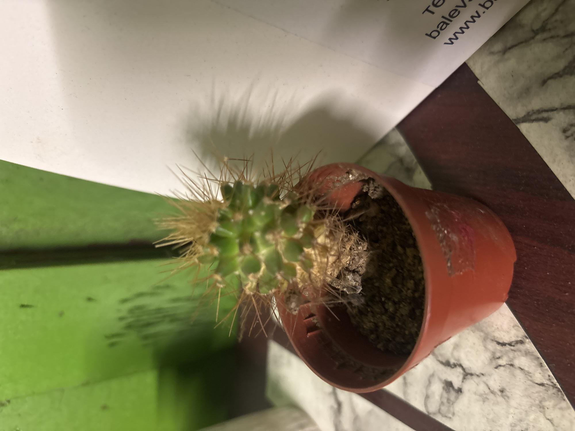 Cactus and decorative broom on display in Plovdiv