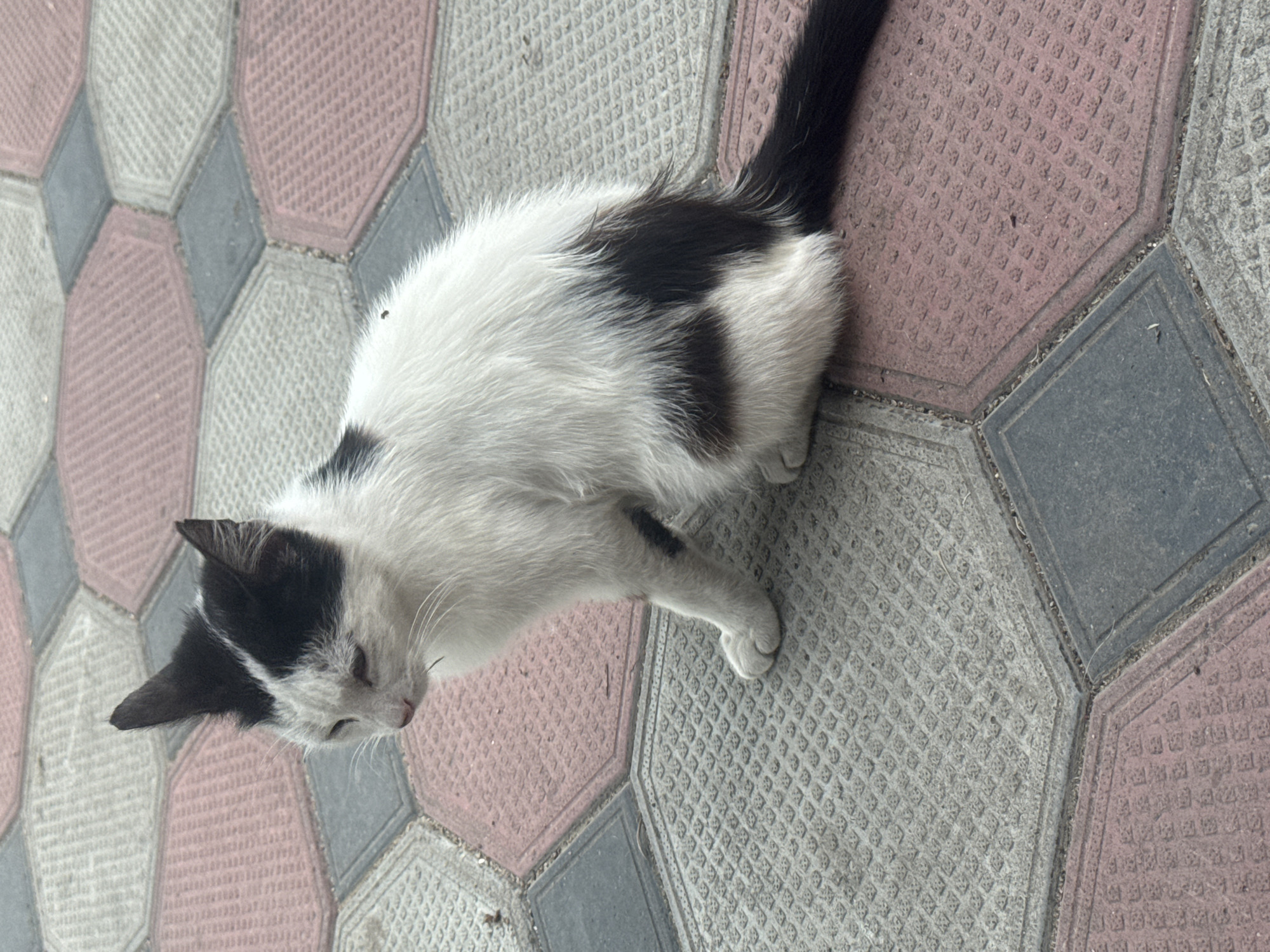 Cats, kittens, and garden life at a Bohunove backyard
