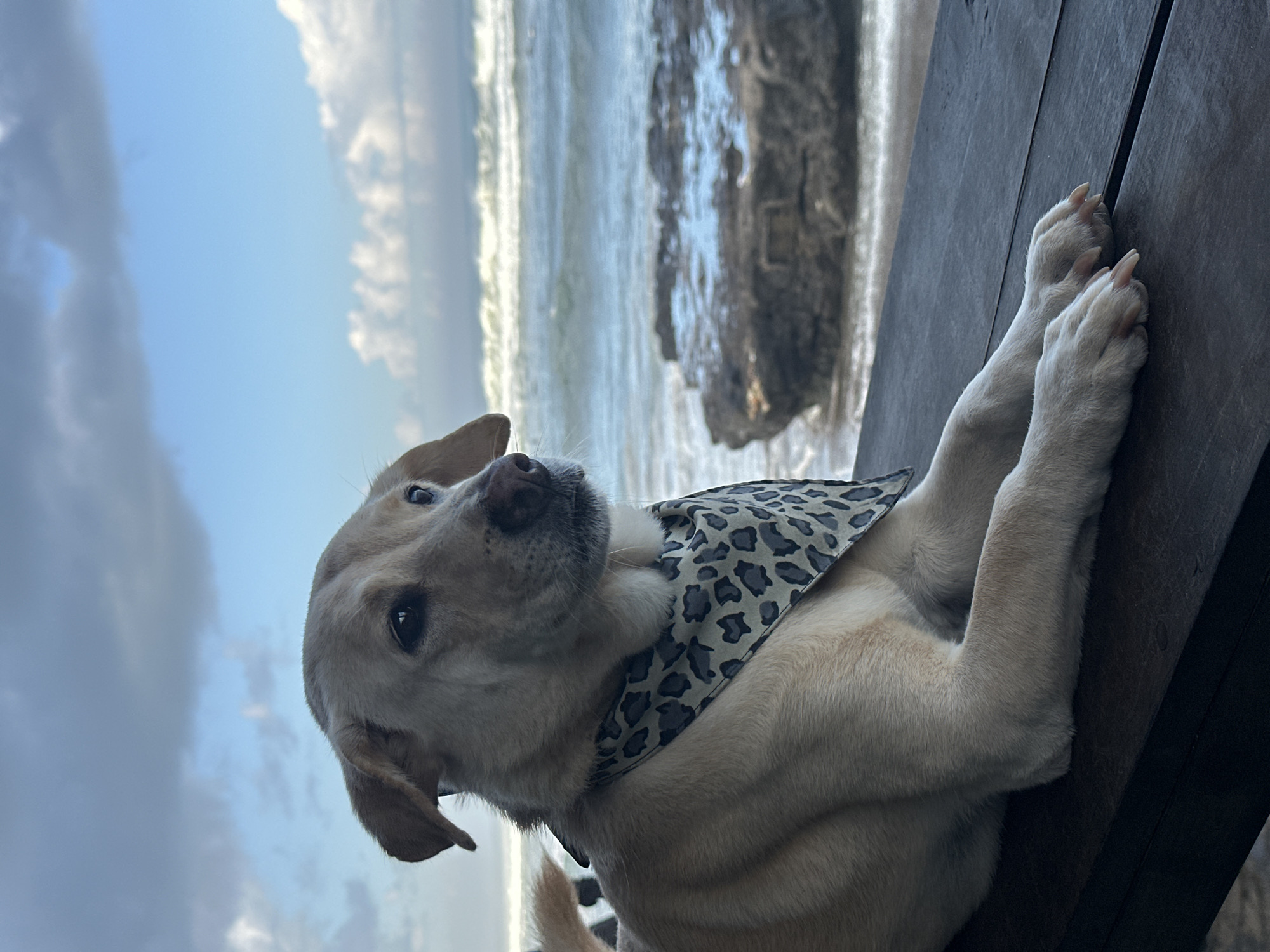 North Kuta beach afternoon: dogs, toddlers, and shoreline foot traffic