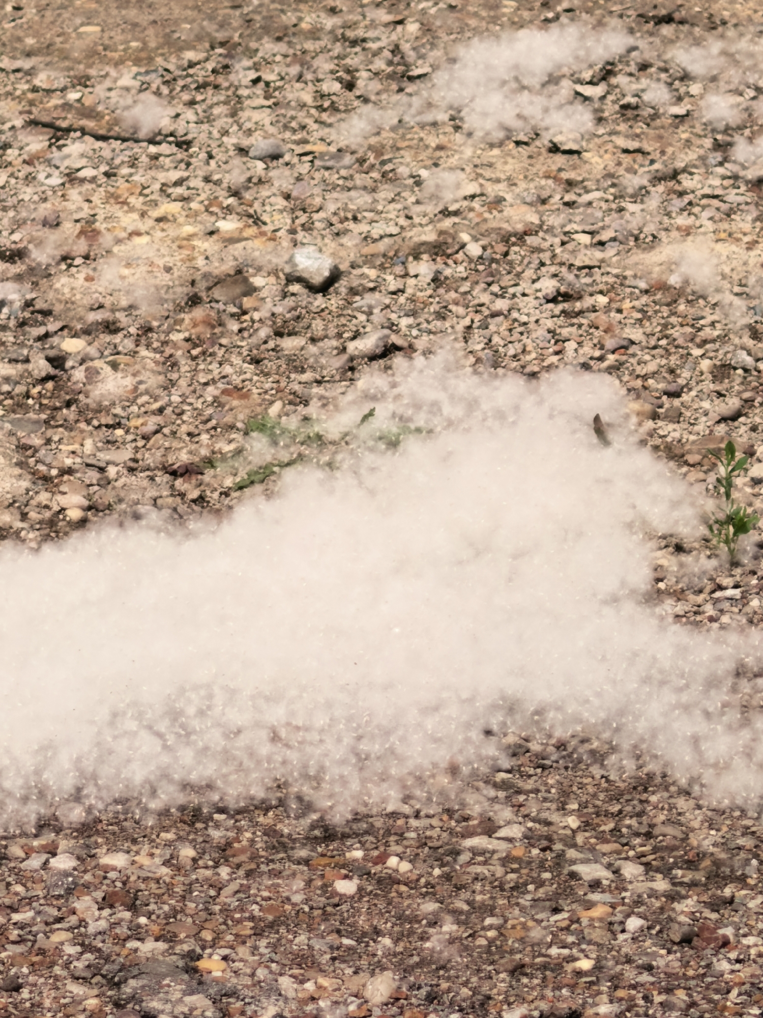 Ordinary moments documented in Sterlitamak amid seasonal poplar fluff