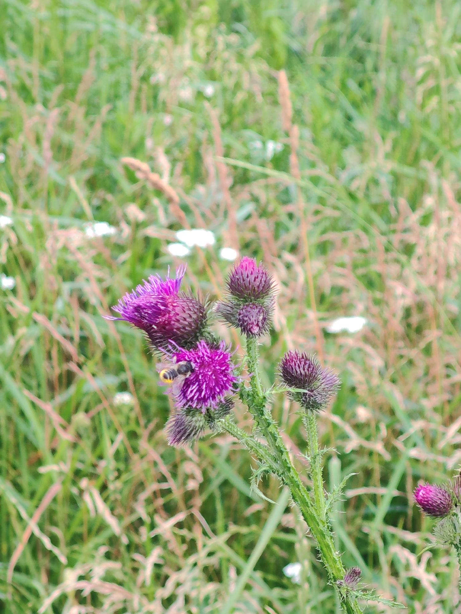 Bees on thistle and daisy wildflowers, close-up