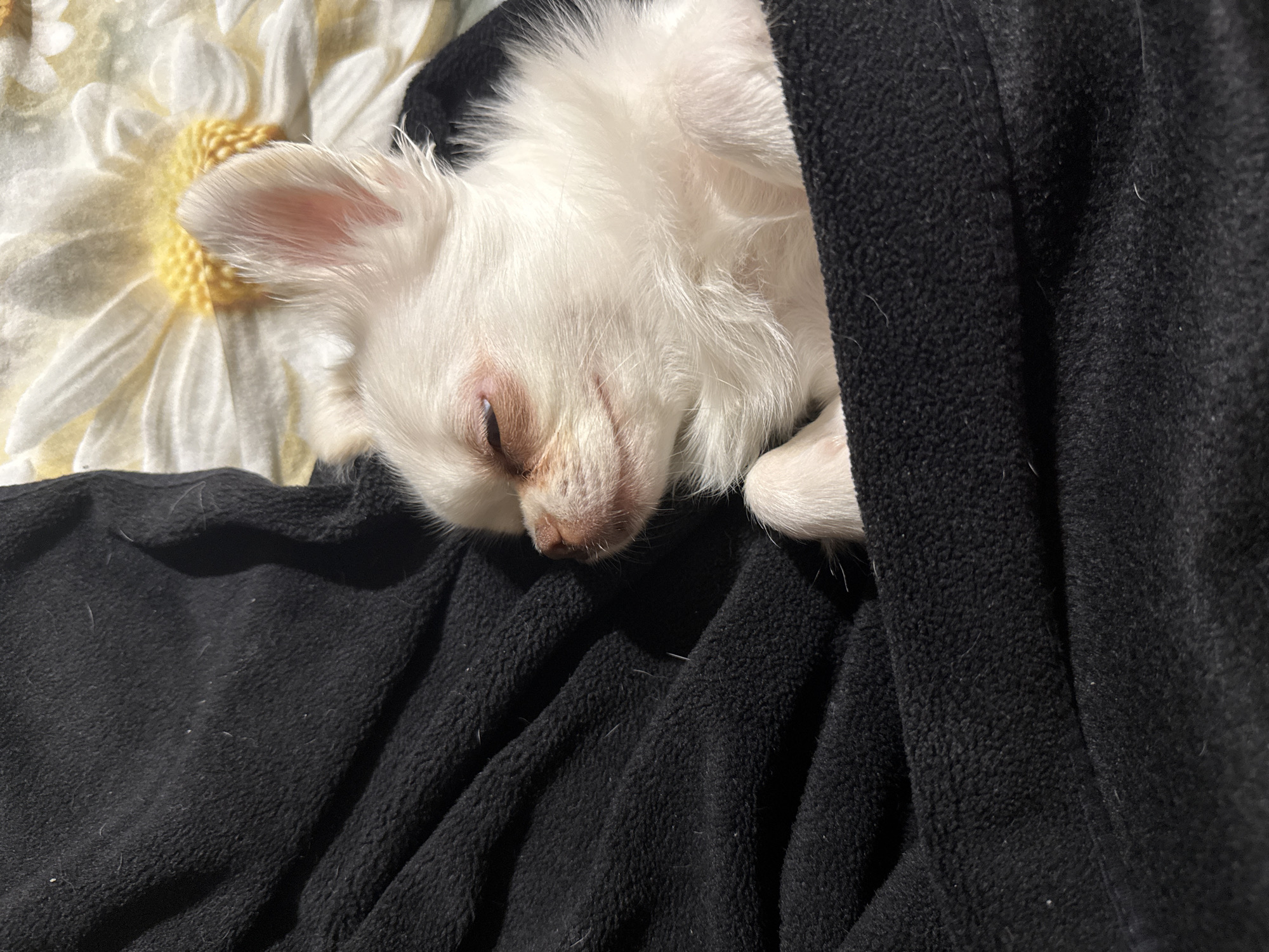 Tiny white chihuahua napping in a black fleece blanket