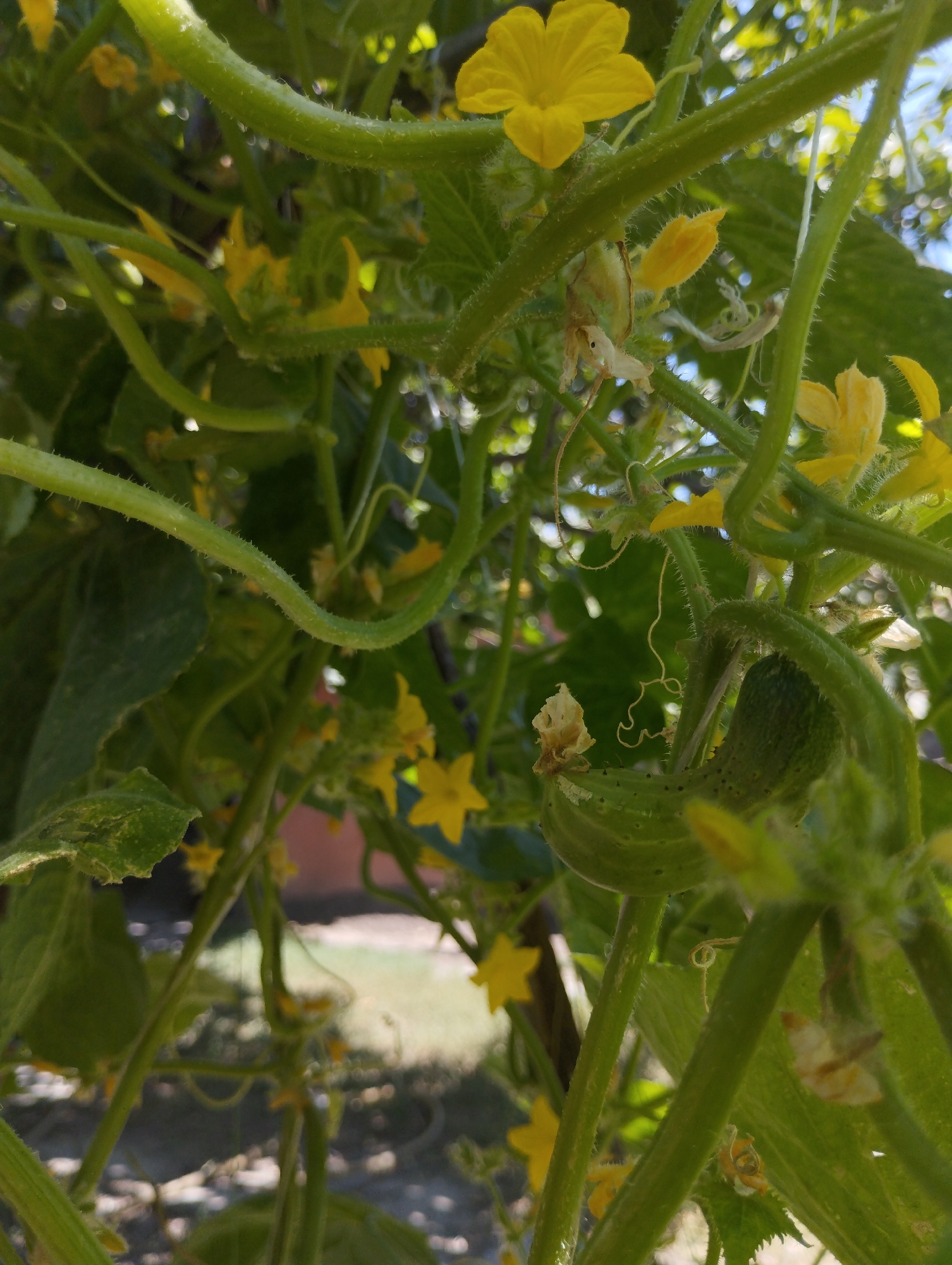 Summer harvest in progress at a Kyrgyz garden