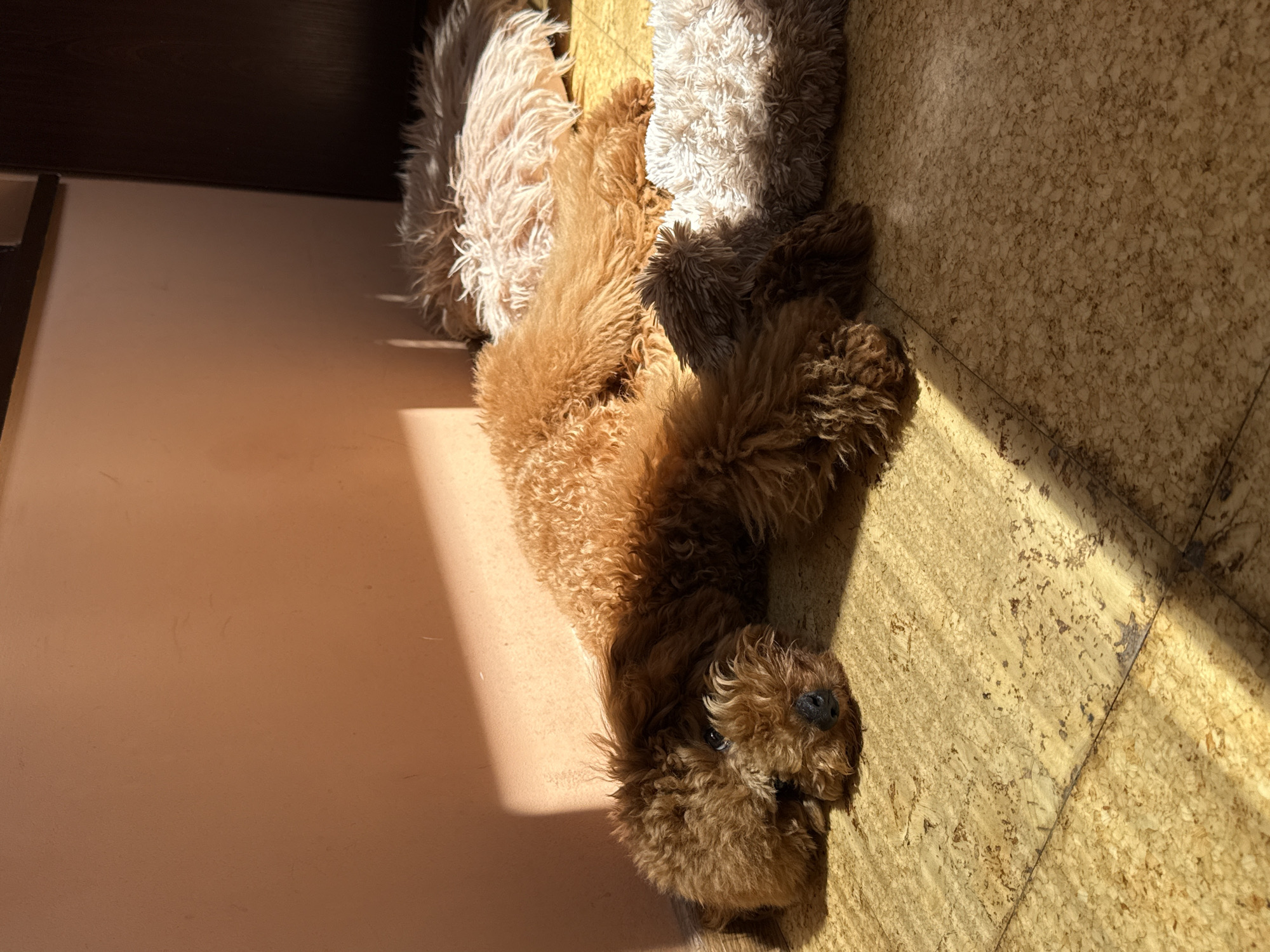 Three dogs rest peacefully in sunny Burgas home