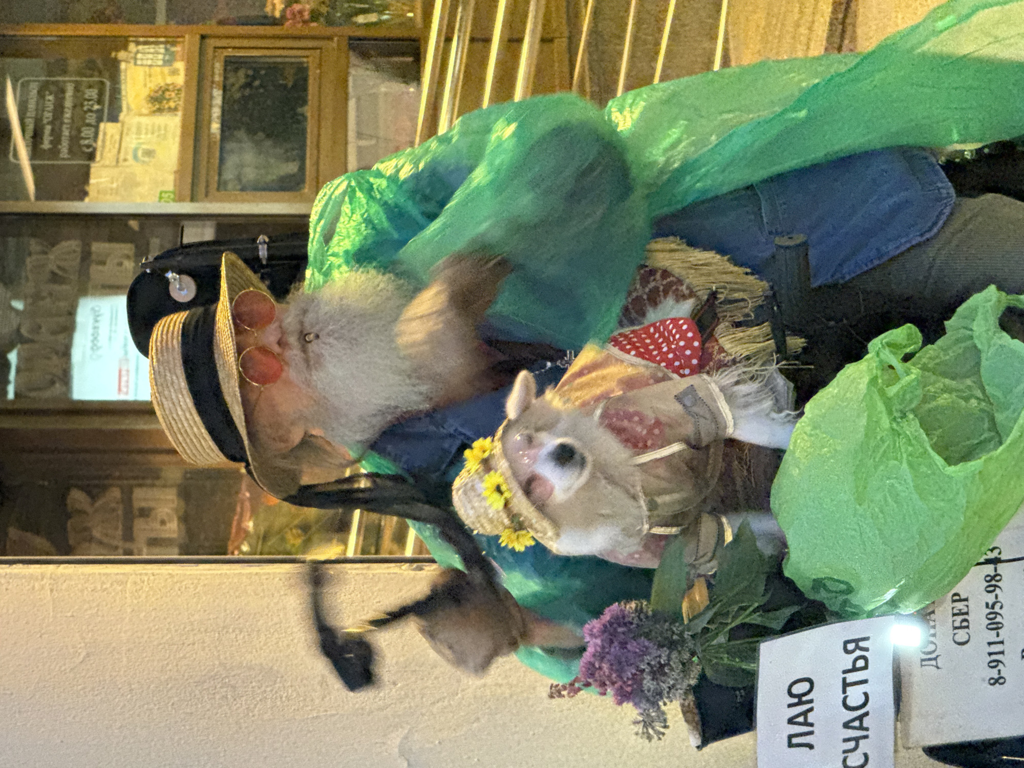 Green poncho, scooter, and a hat-wearing dog in Saint Petersburg