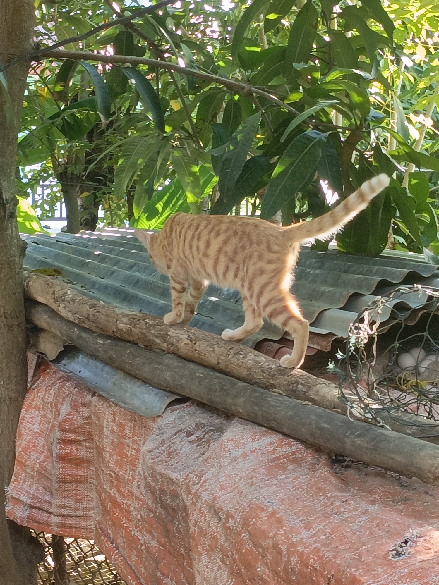 Chickens, cats, and garden life in a Lhokseumawe backyard
