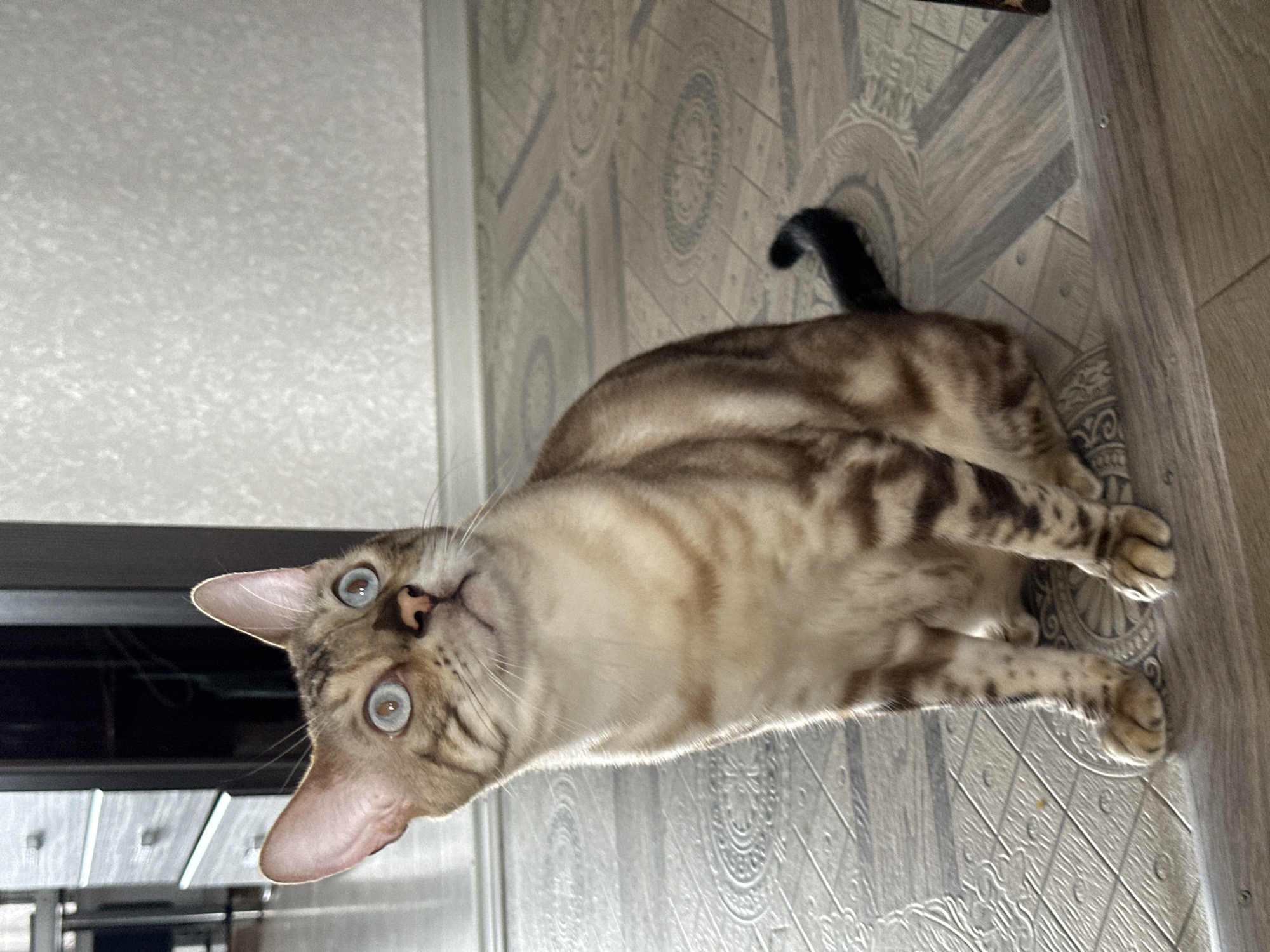 Bengal cat with striking markings rests on tiled floor