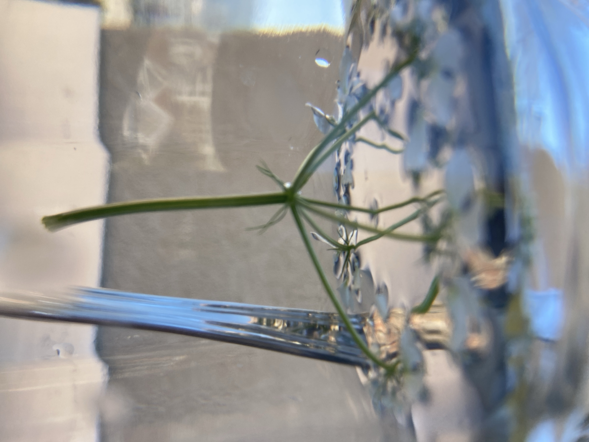 Elaborate outdoor table setting documented in Budva, Montenegro