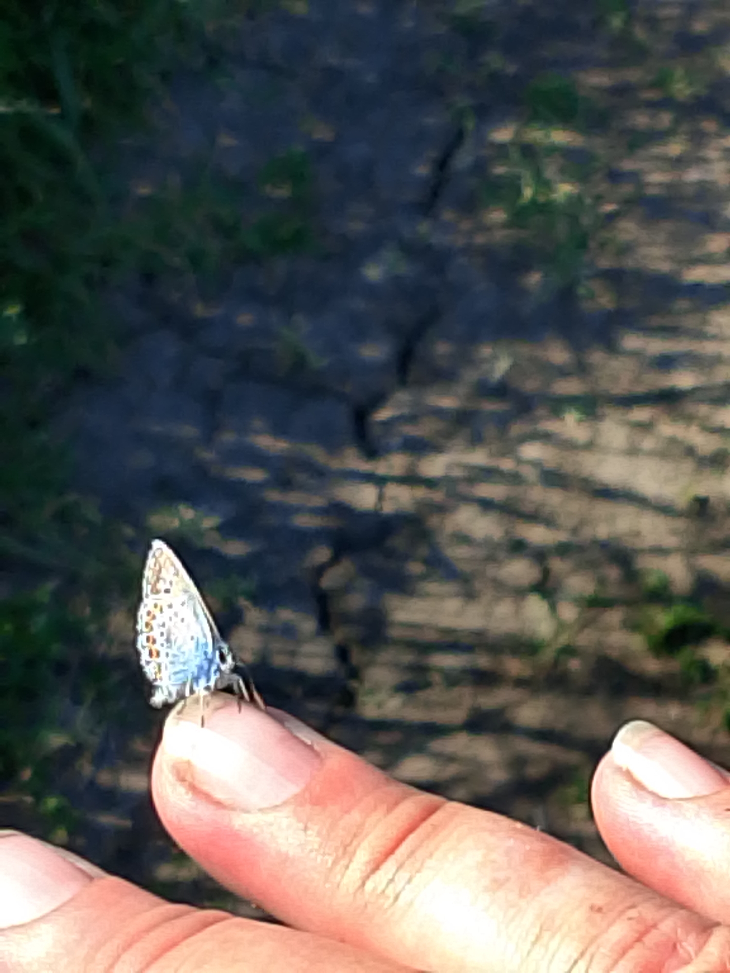 Rural morning brings butterfly encounters and pastoral scenes