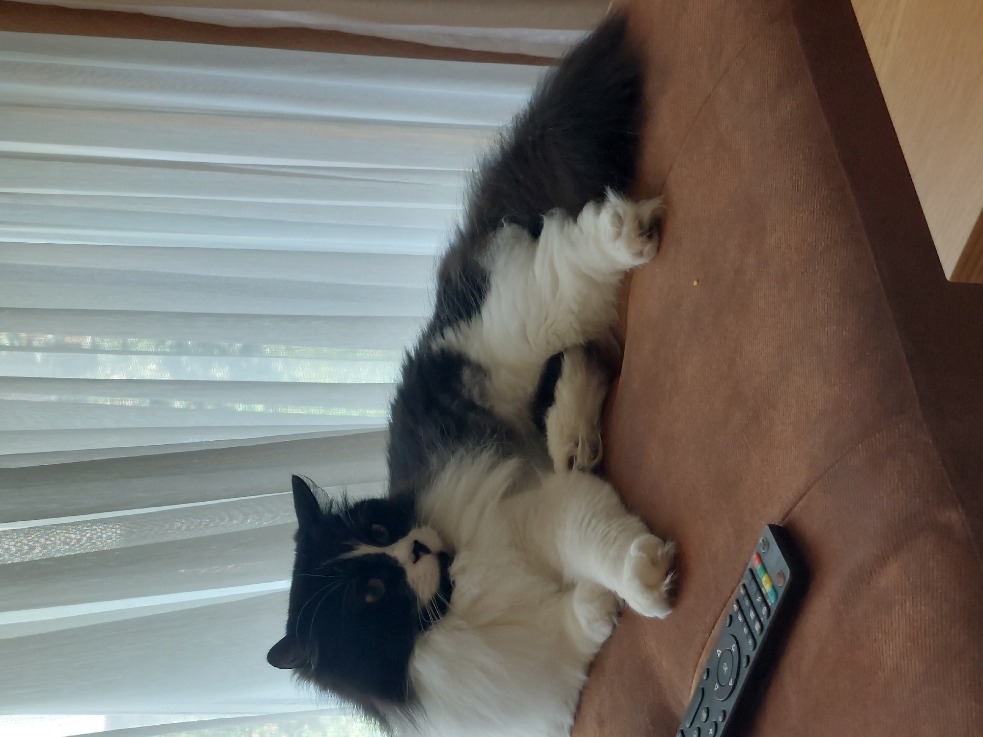 Fluffy black and white cat lounging on a brown couch in Plovdiv