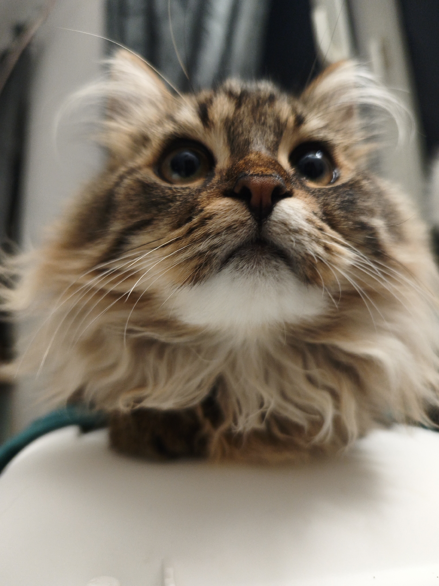 The Quiet Drama of Feline Expressions