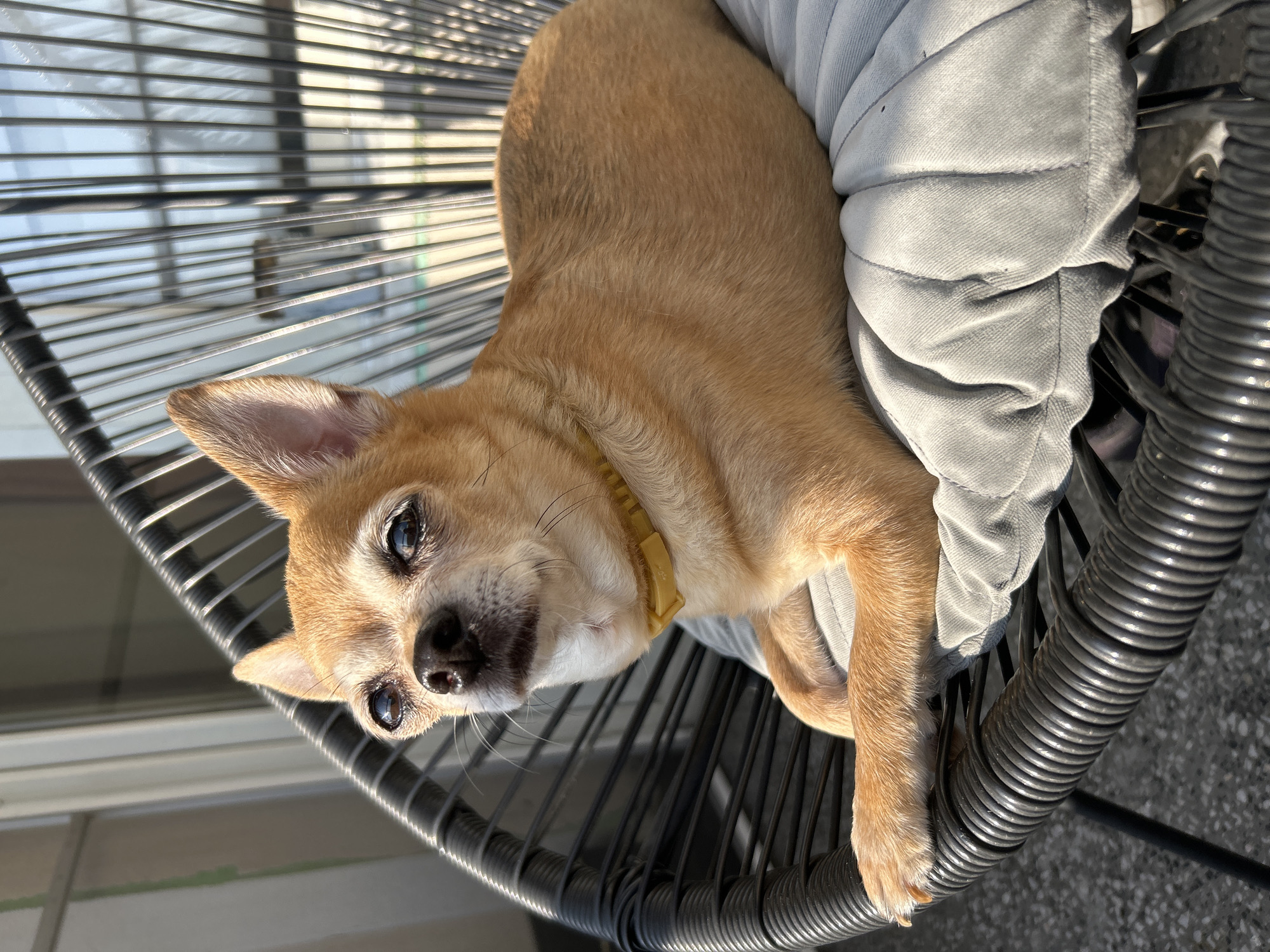 Chihuahua naps on a balcony chair in Sofia