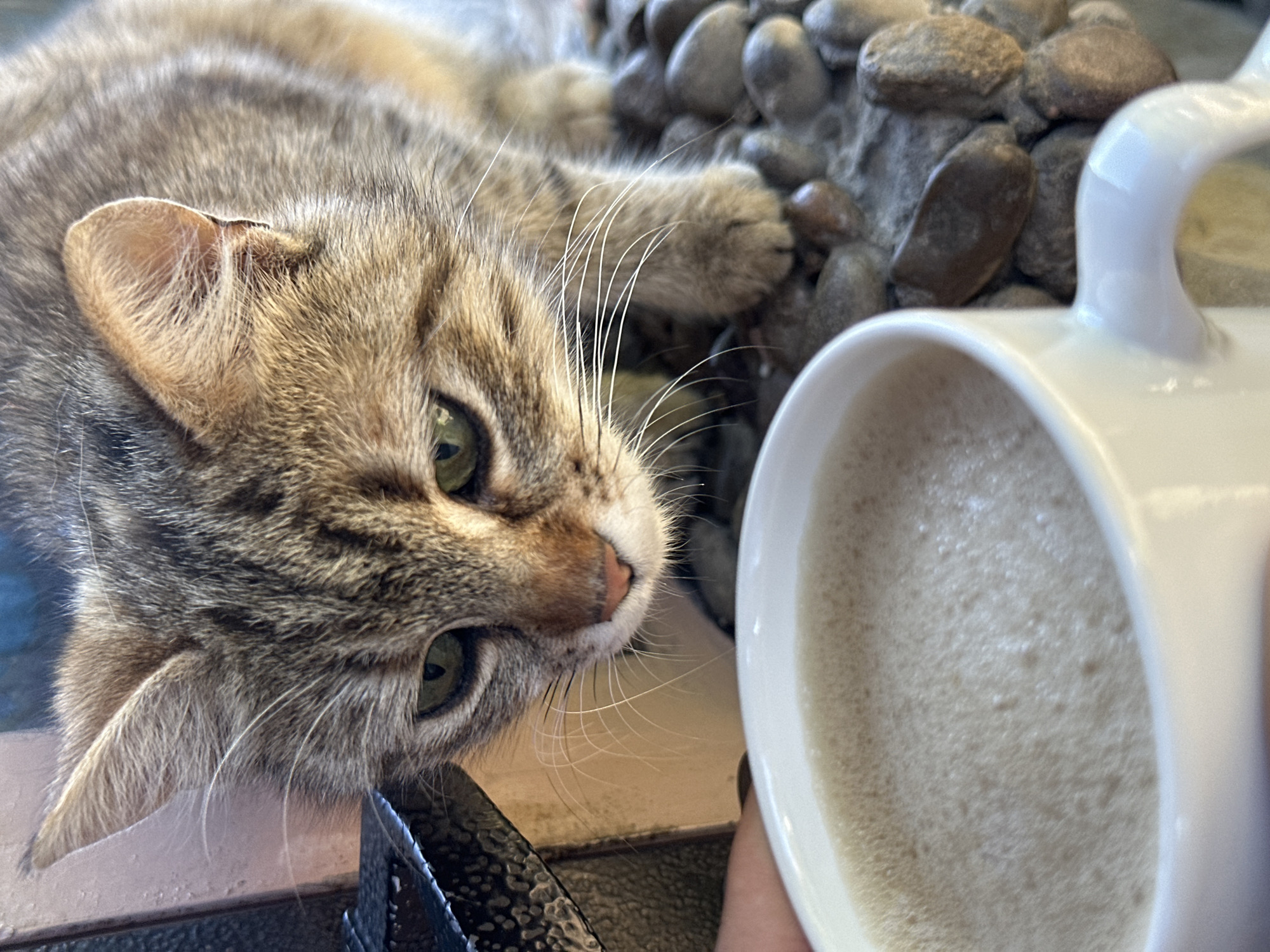 Cat rests beside coffee mug in early morning moment