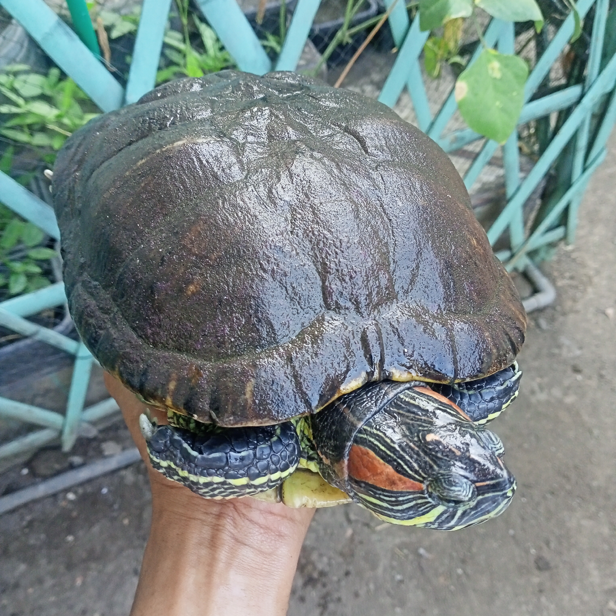 Ketowan, Indonesia
