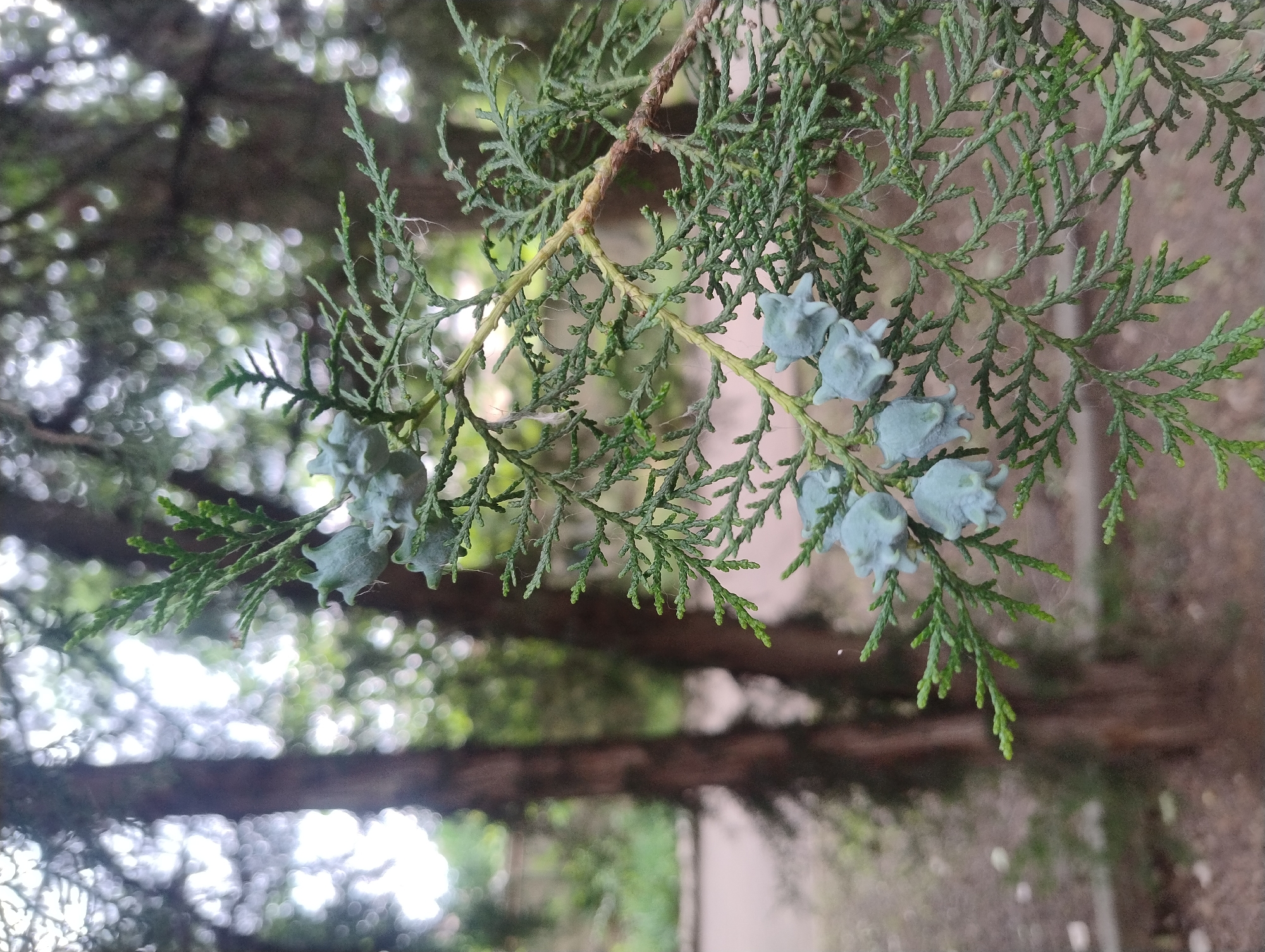 Urban botanical walk capturing tree details and plantings