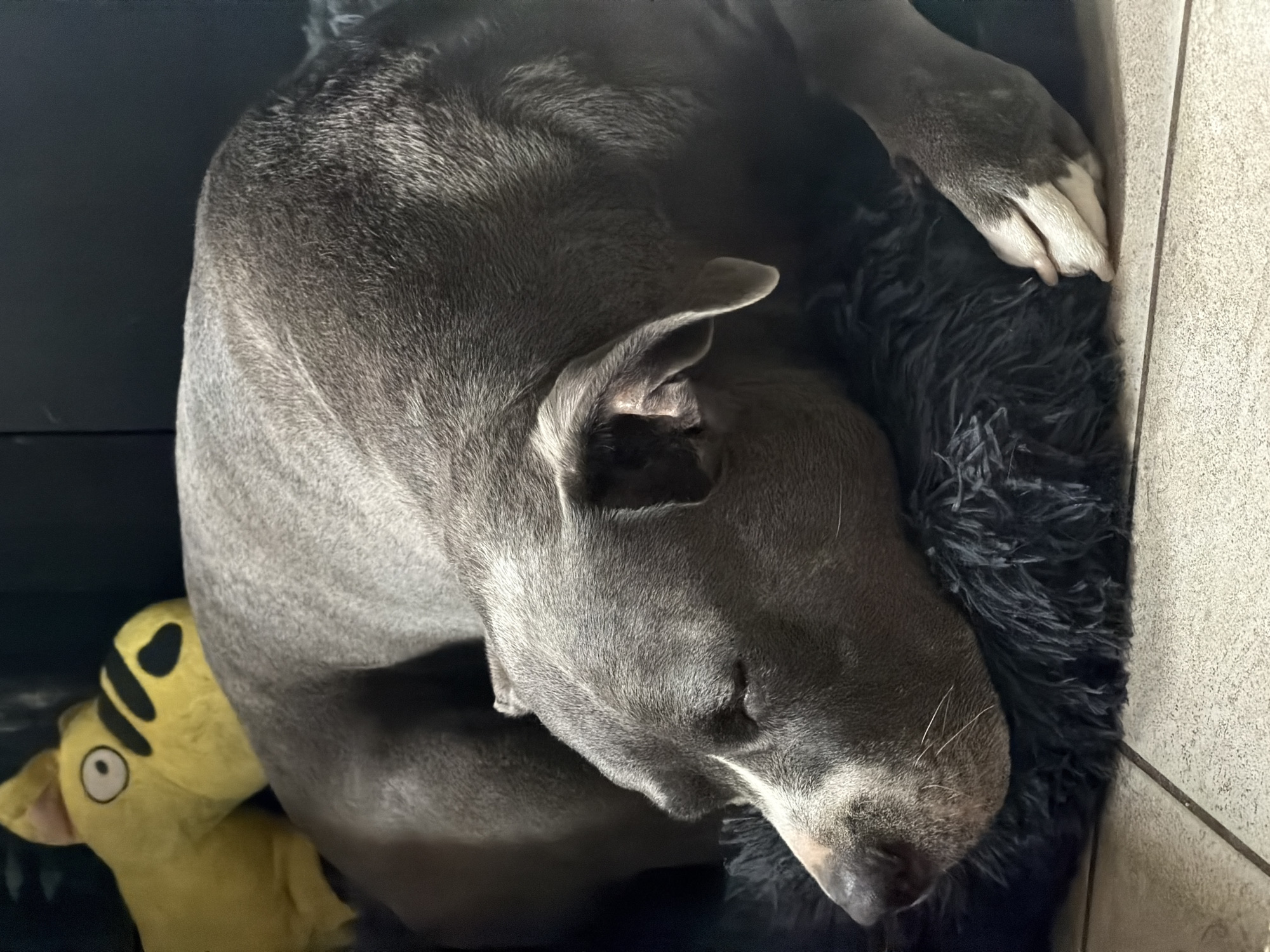 Pets at rest and play in a Luxembourg home