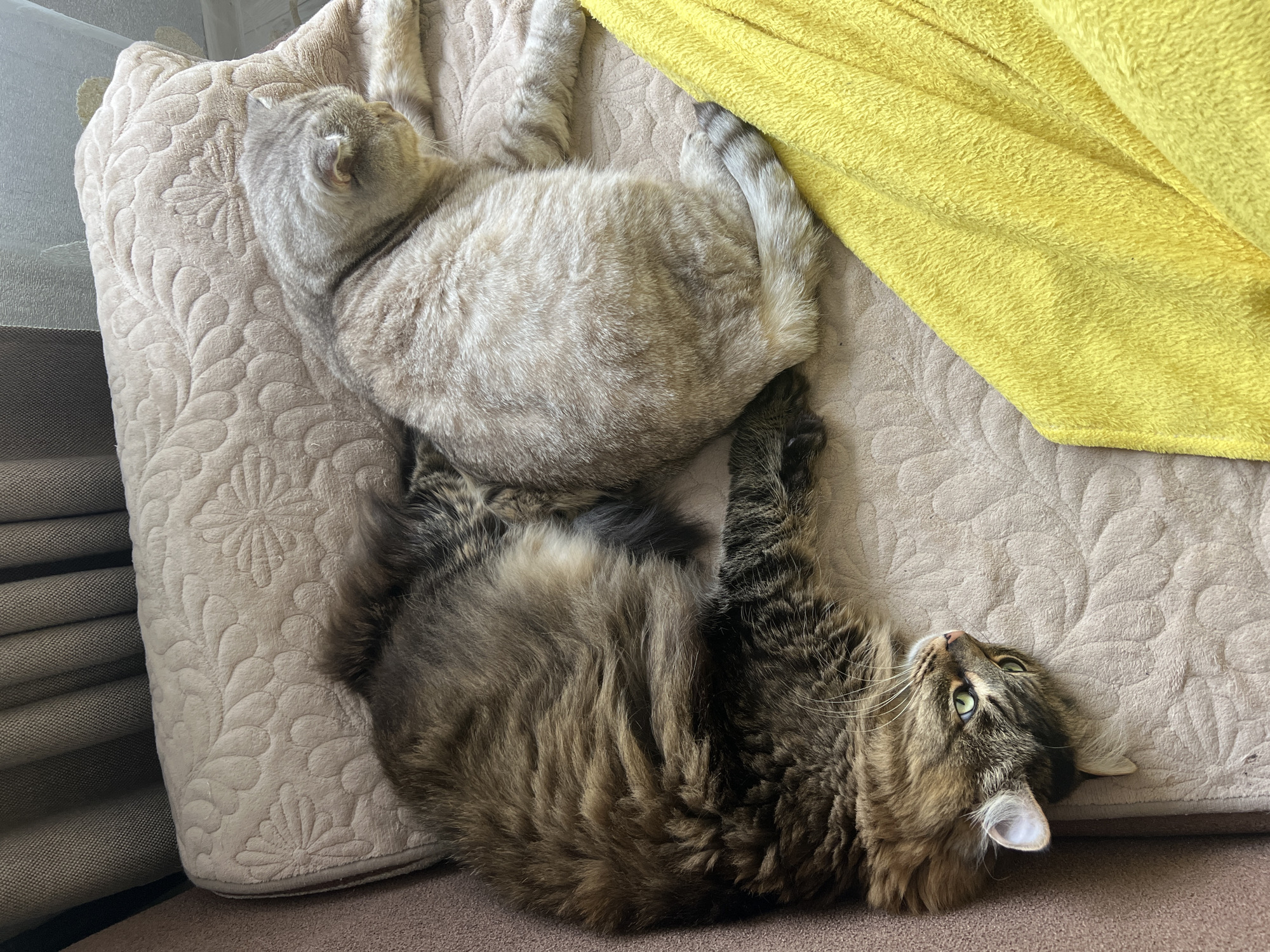 Morning pet cuddles documented in Chaikovsky home