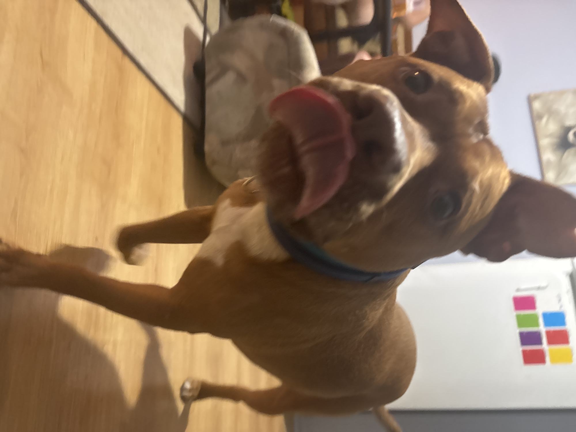 Sofia resident documents afternoon with pit bull companion