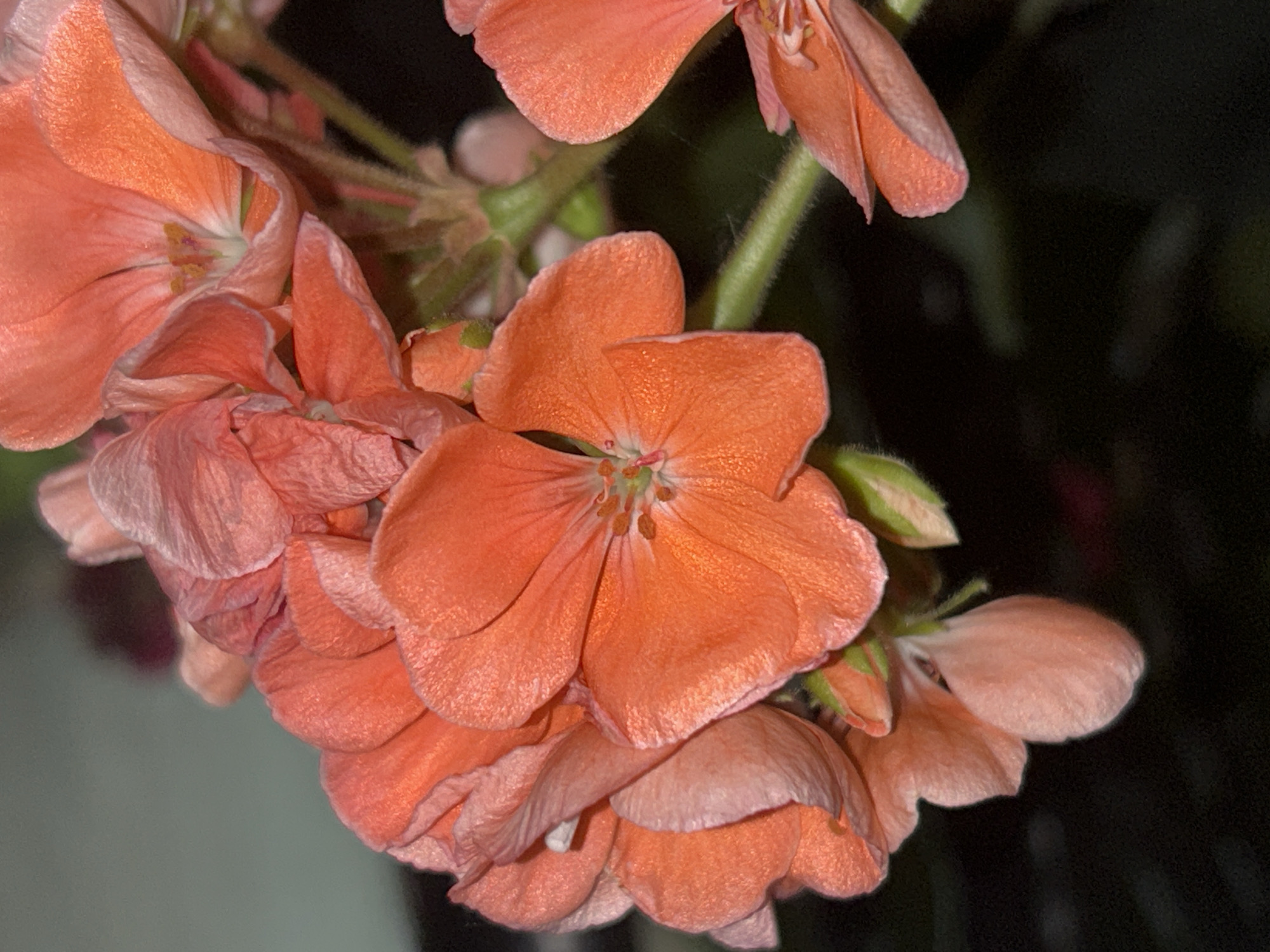 Photographer documents balcony geraniums in residential Plovdiv, Bulgaria