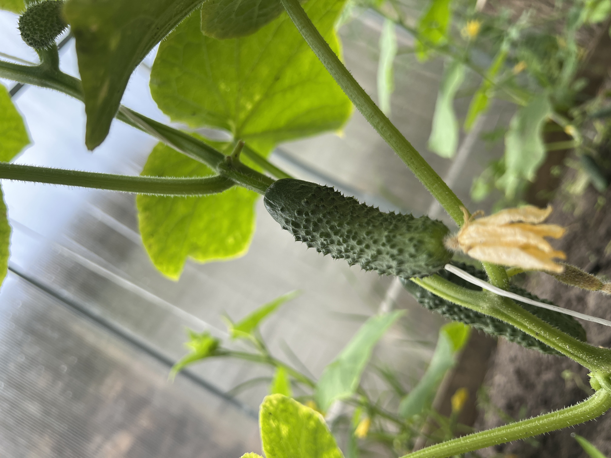 A quiet summer morning in a Belarusian home garden