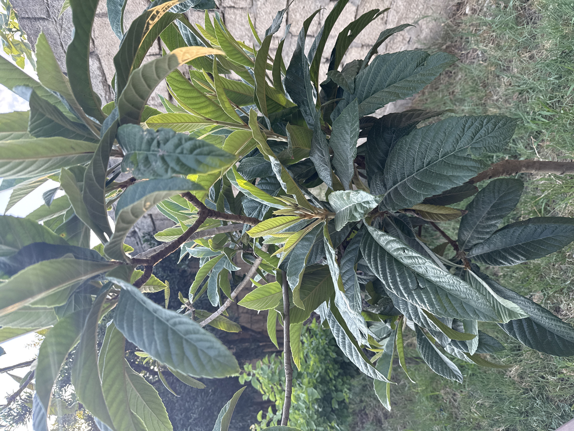 Unripe fruit and lush foliage across Khazar Raion gardens