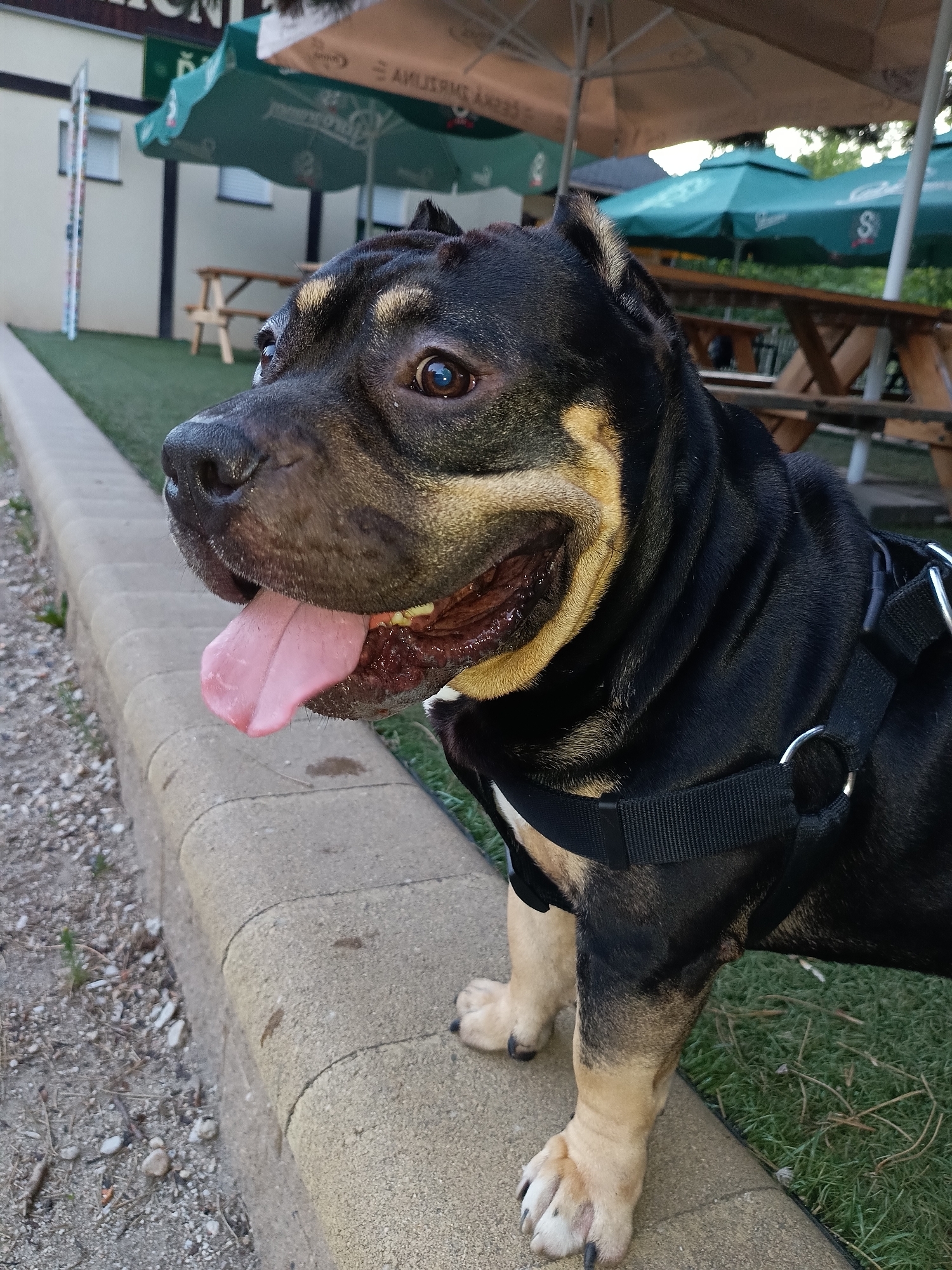 American Bully enjoys an evening out in Cheb
