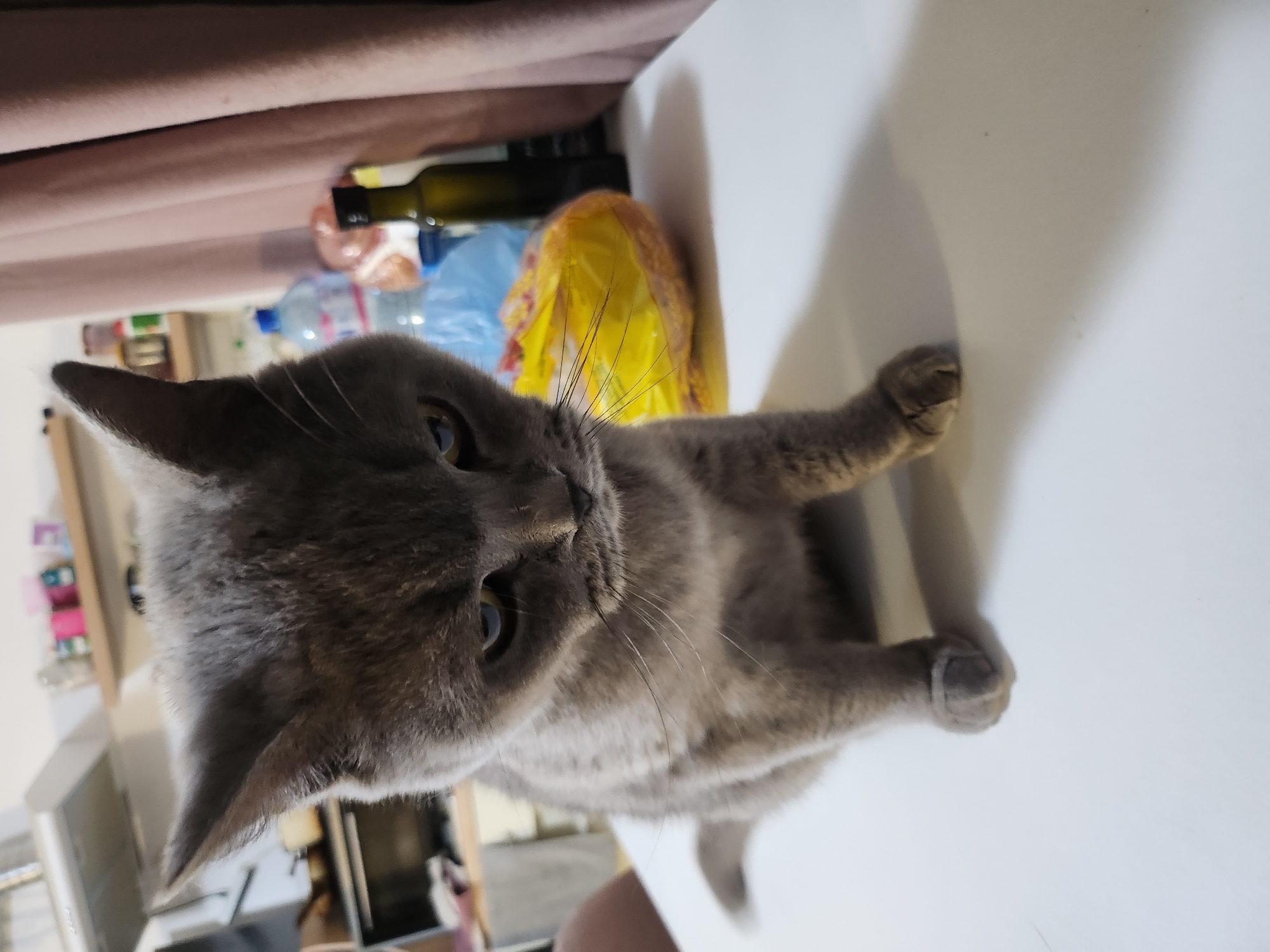 British Shorthair cat lounges indoors while a soccer match plays nearby