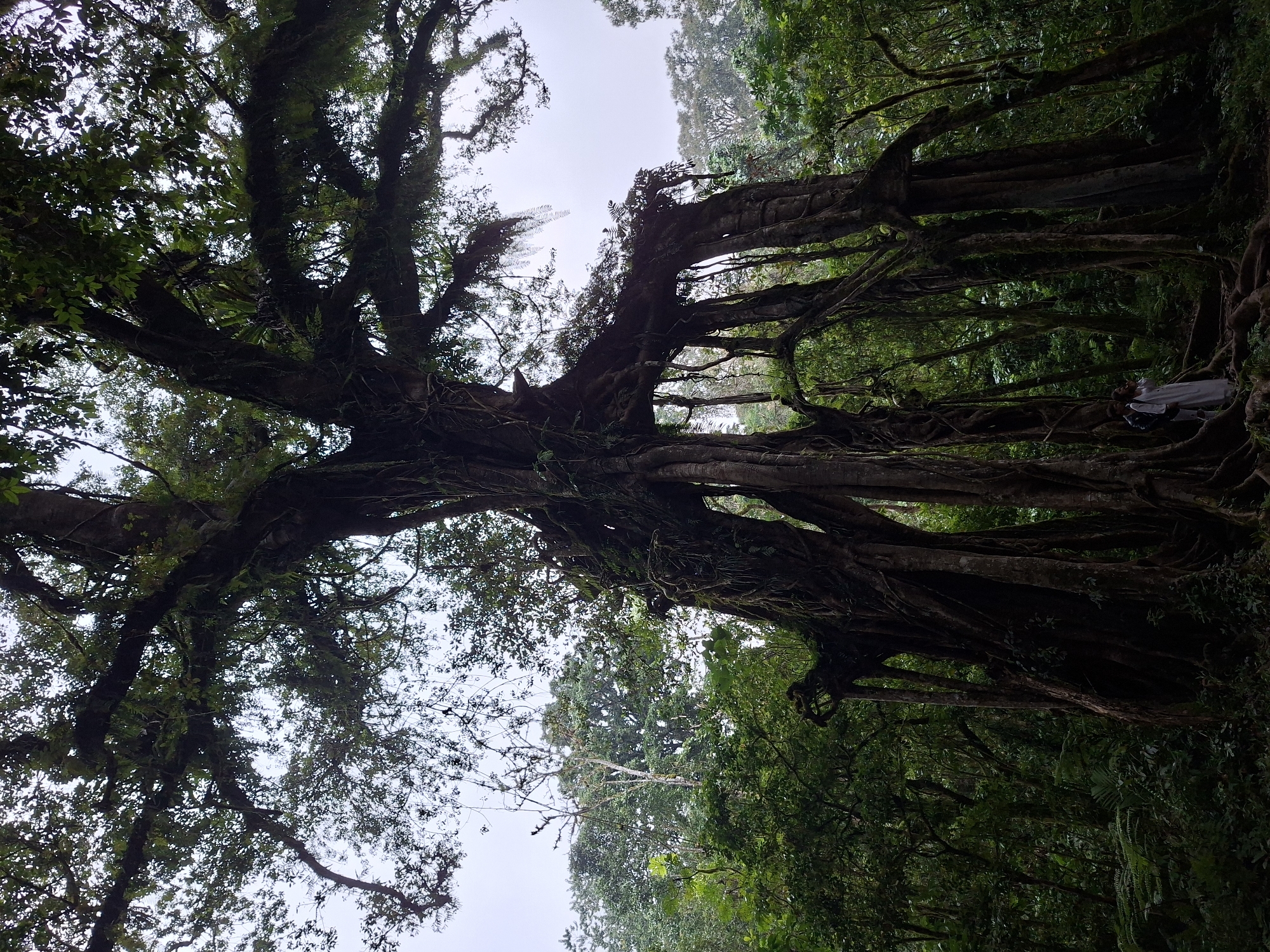 Morning walk documented at Eka Karya Botanic Garden, Bali