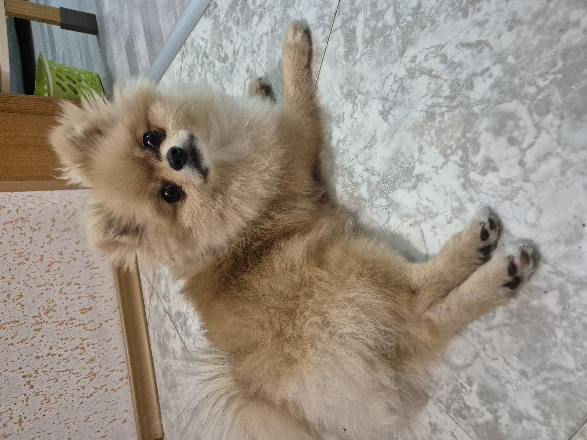Pomeranian lounging indoors, evening football on turf in Burgas