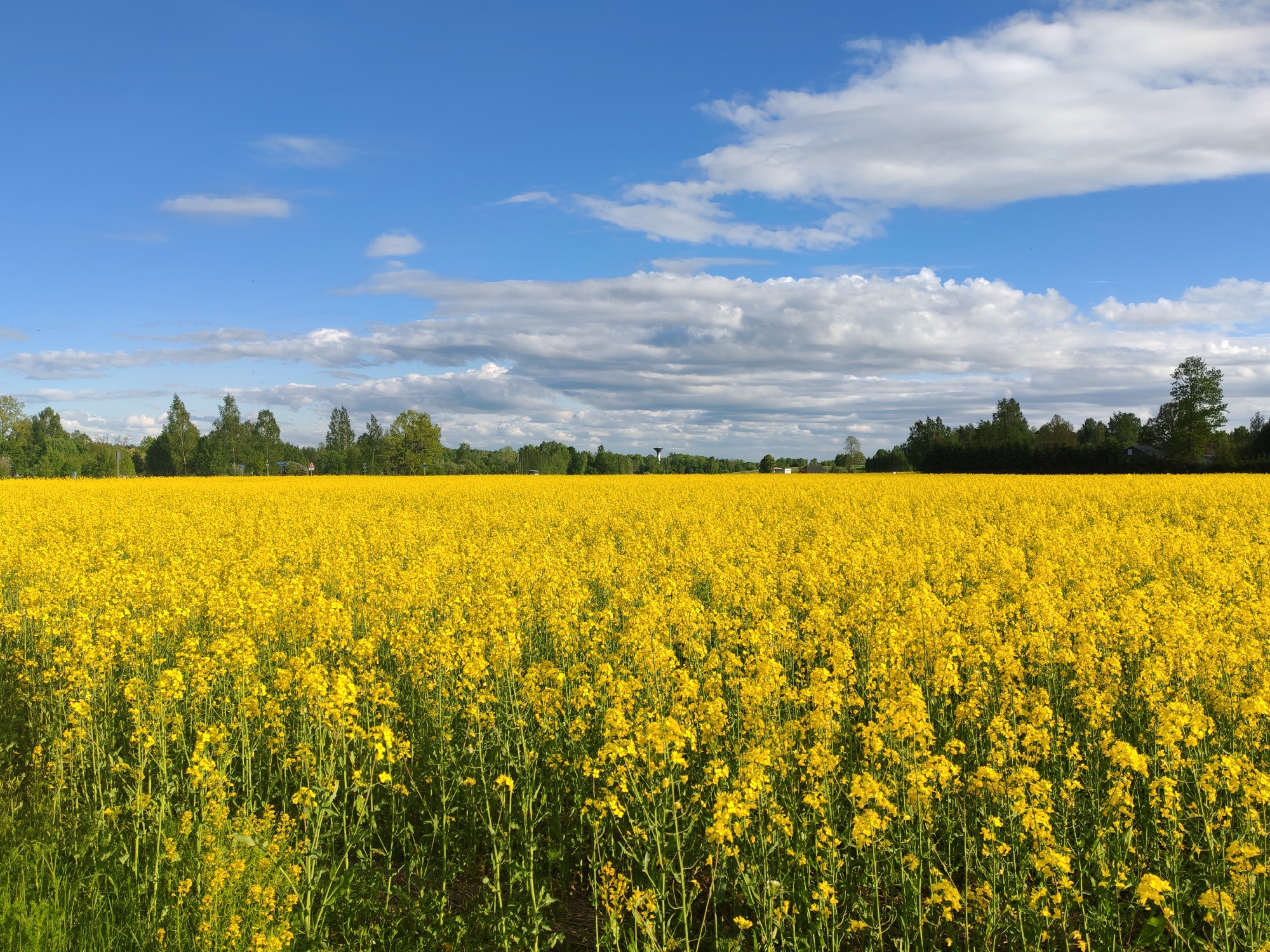 Spring wildflowers and yellow fields documented in rural setting