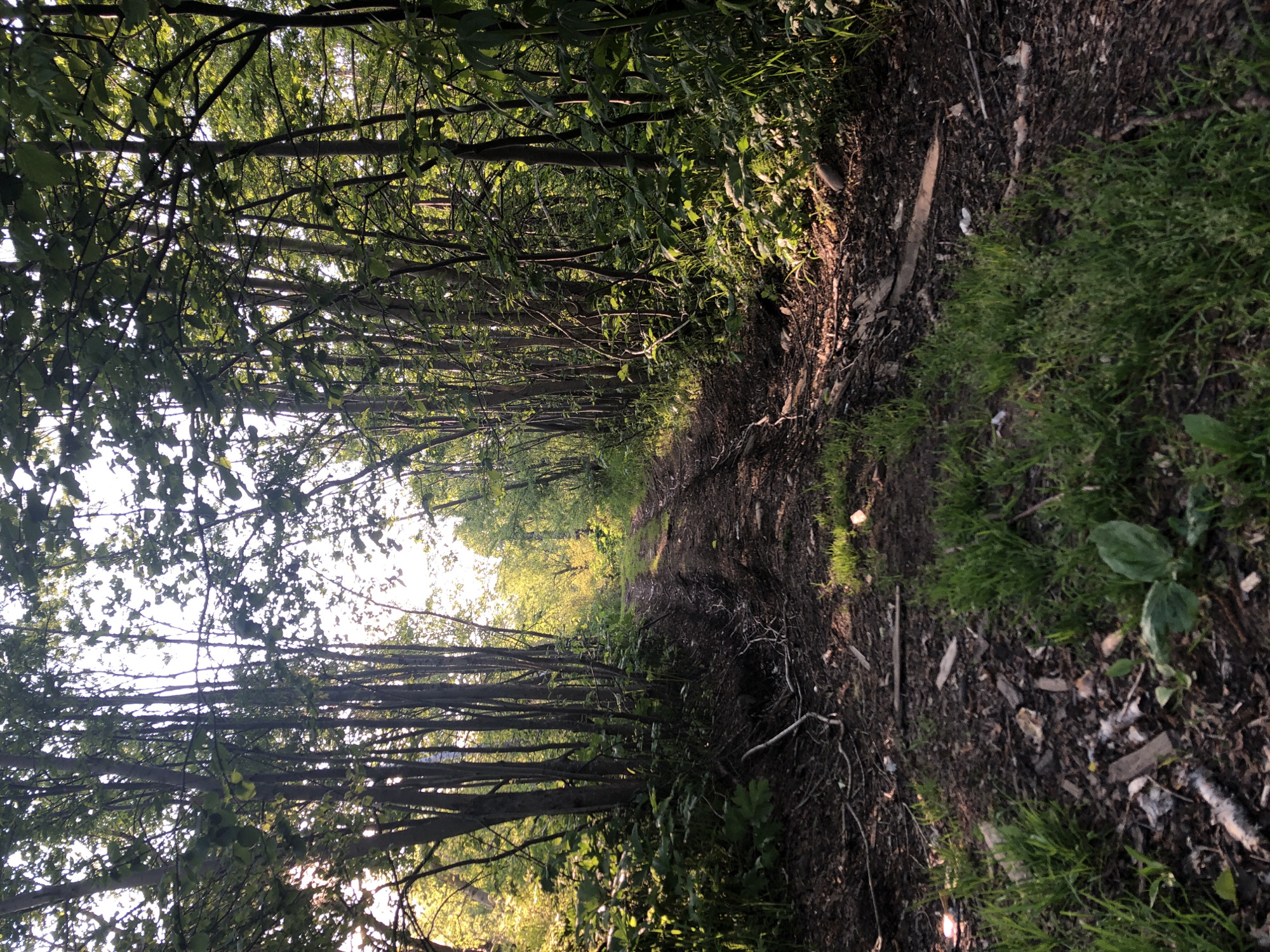 Riverside trail and forest details in Yelizovo, Russia