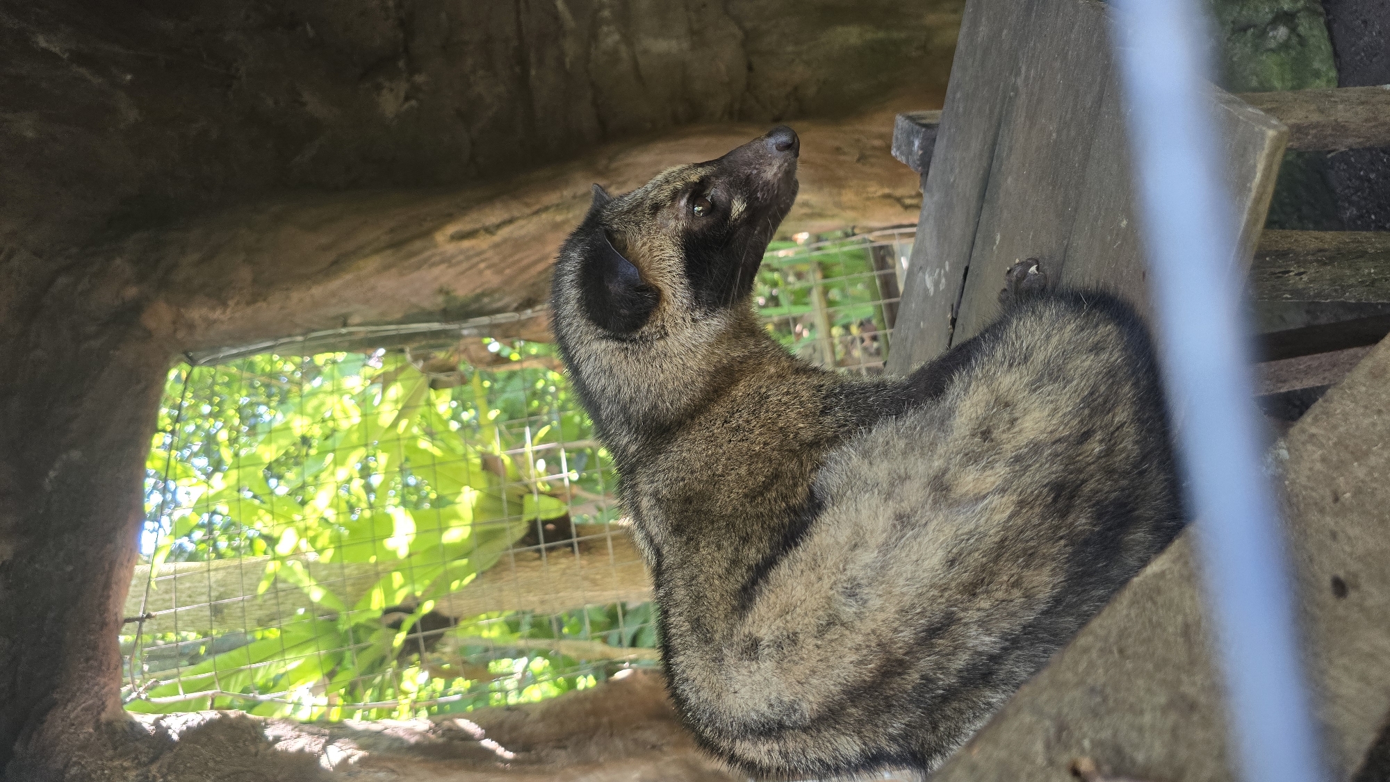 Asian palm civet spotted in enclosure in Ubud, Indonesia