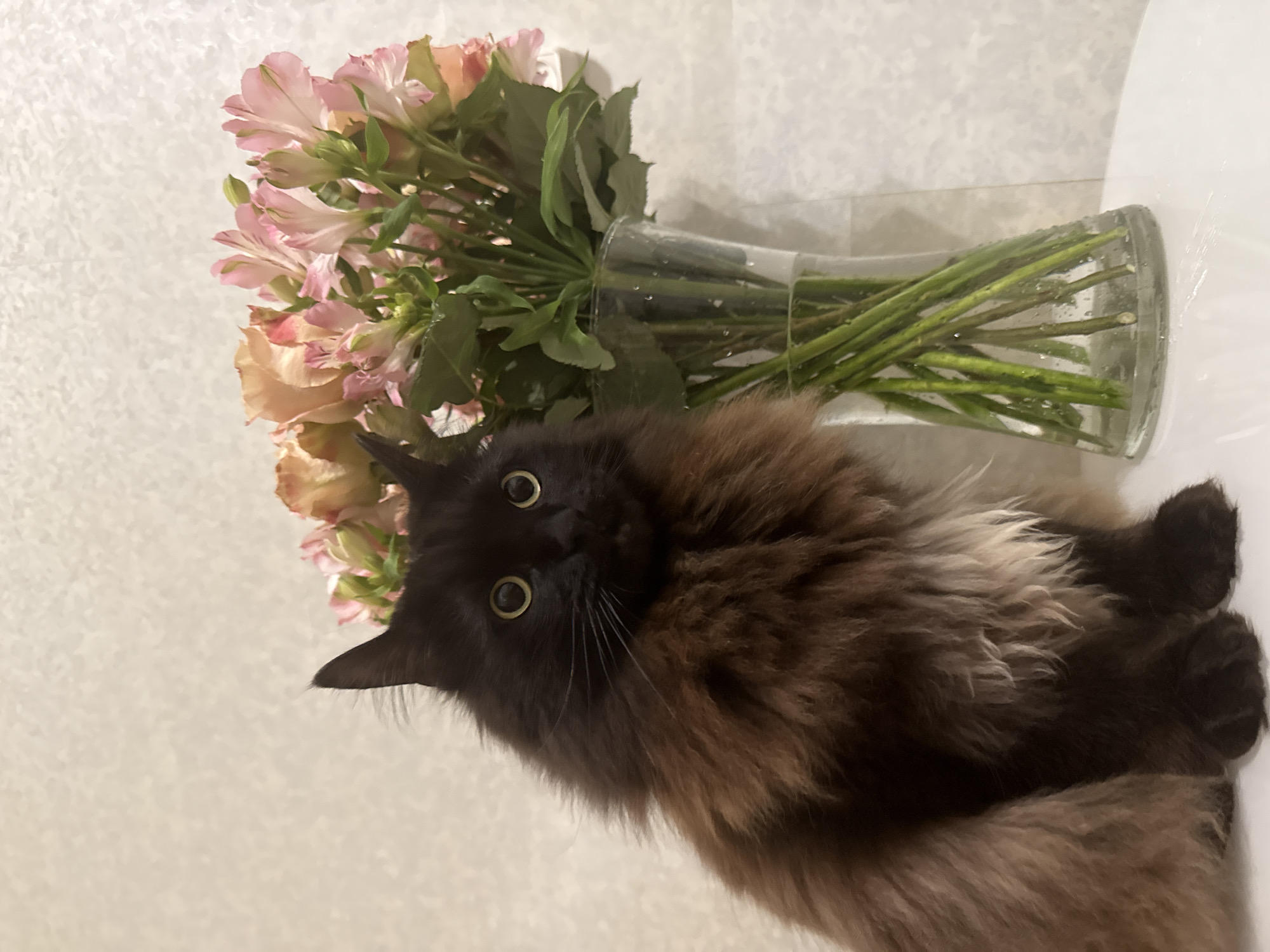 Cat and flowers documented in Saint Petersburg evening scenes