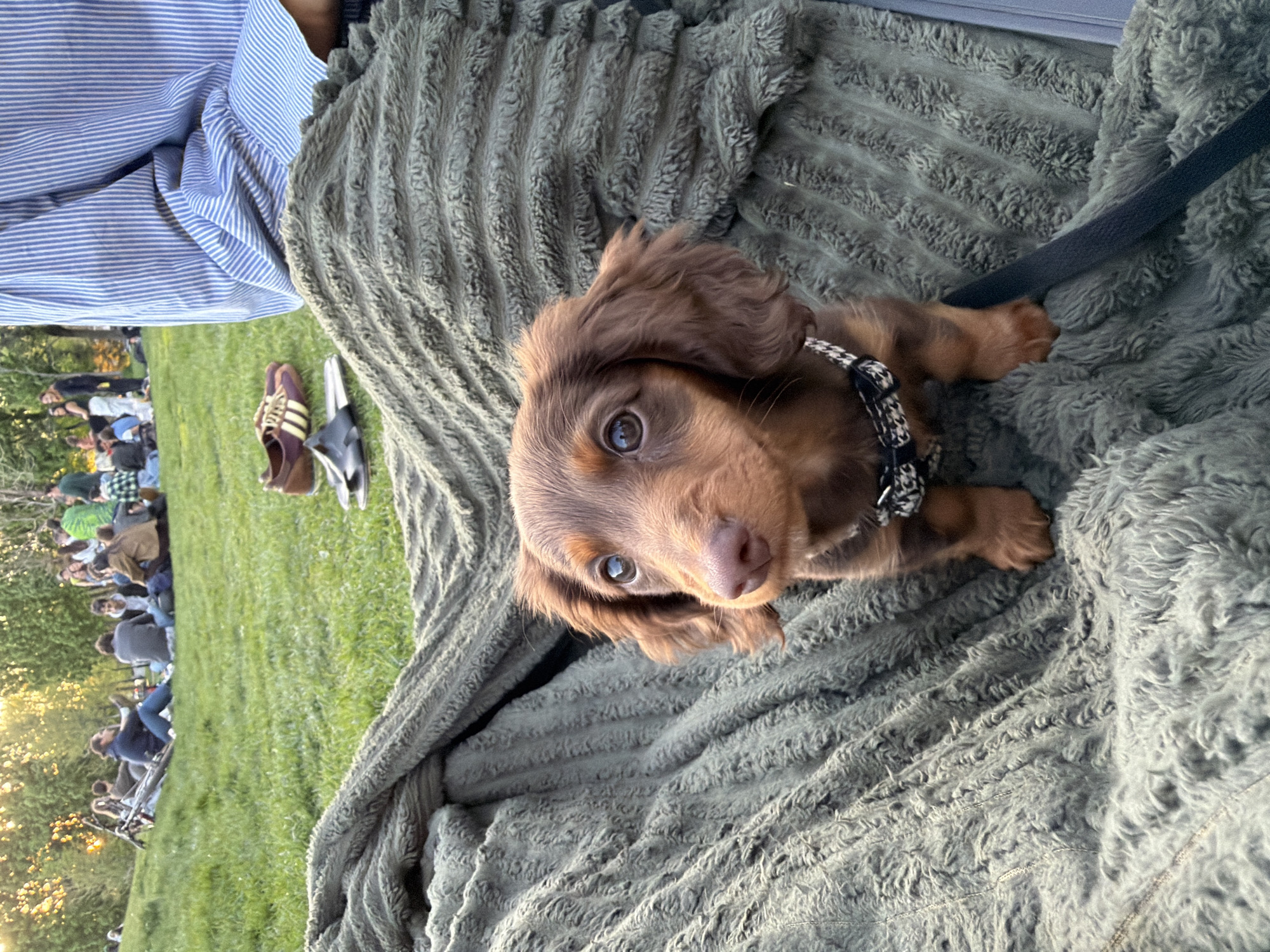 Dachshund puppy rests on blanket in Montreal home