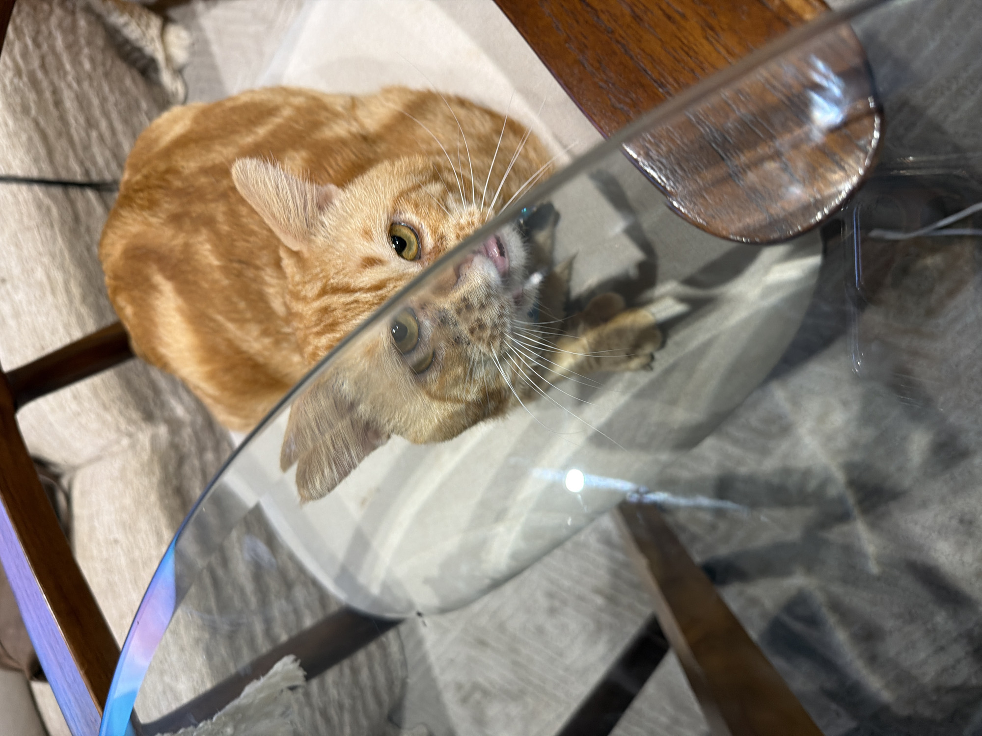 Domestic scenes with distinctive cat captured in Ungasan, Indonesia