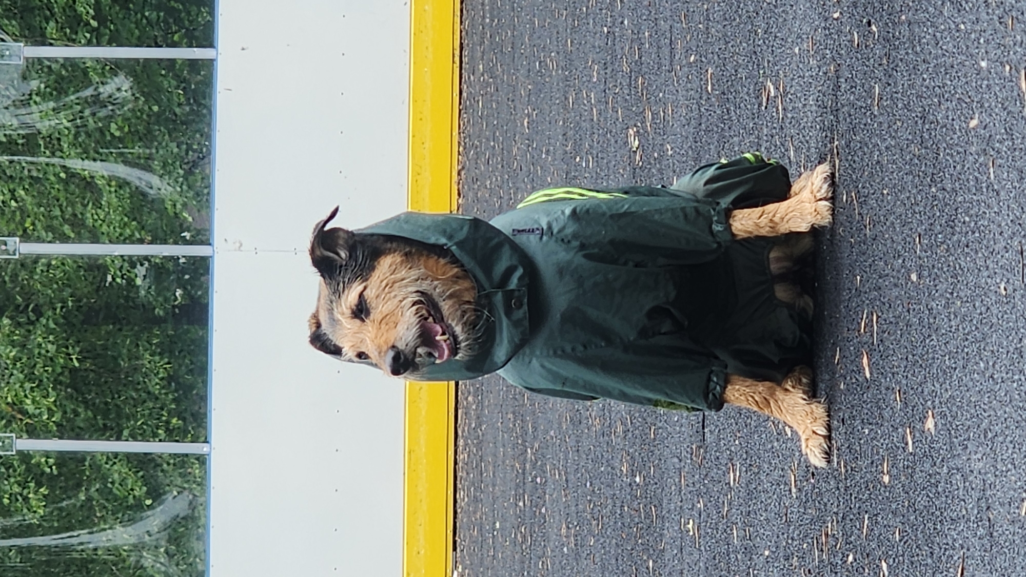 Dog in raincoat takes morning walk through rainy Moscow