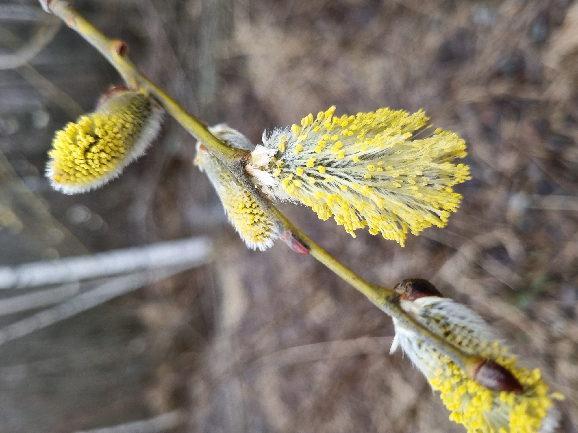 Spring flora documented in Kemul, Russia shows blooming willows