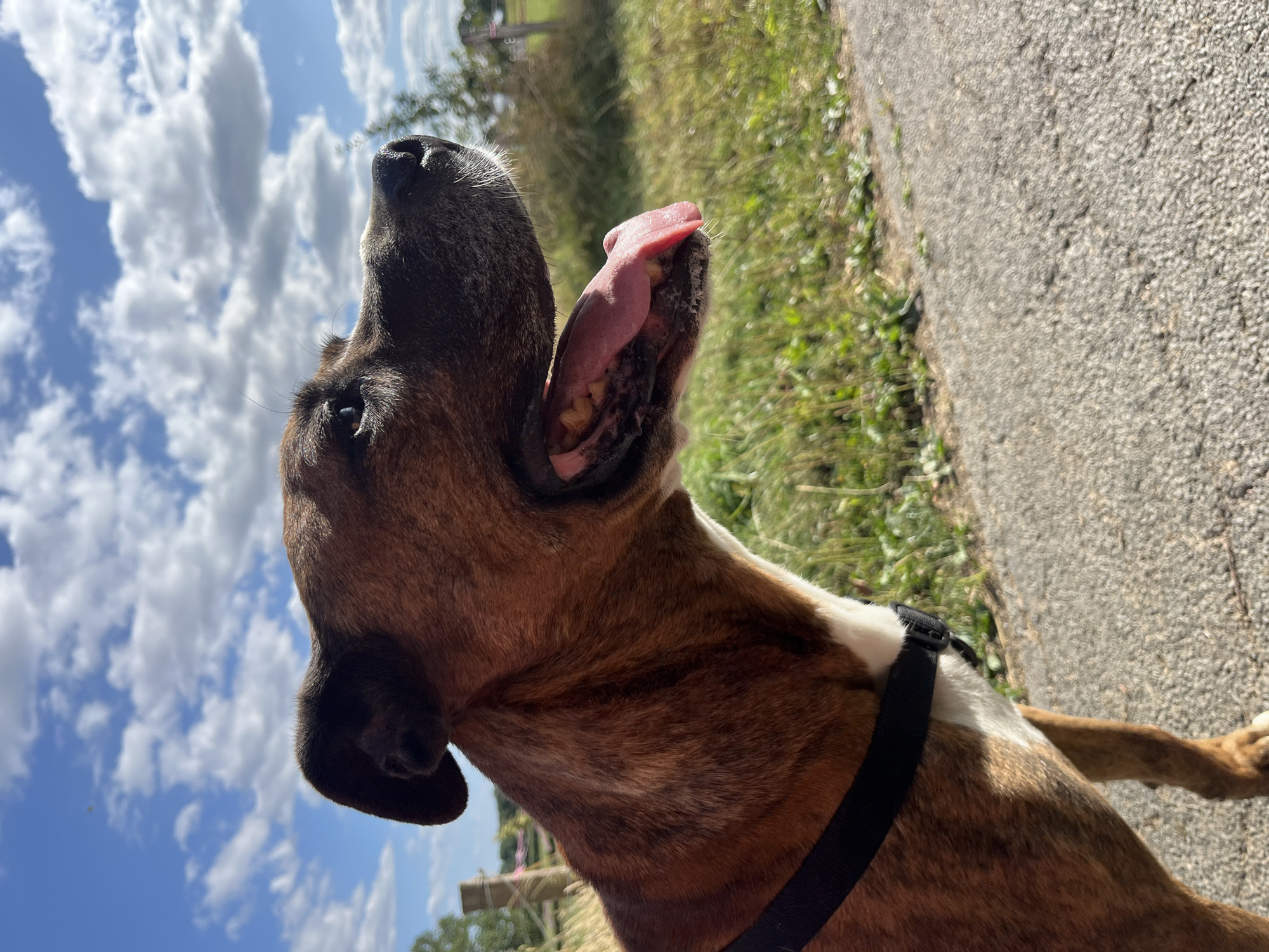 Dog walk along a quiet rural road in Amel, Belgium