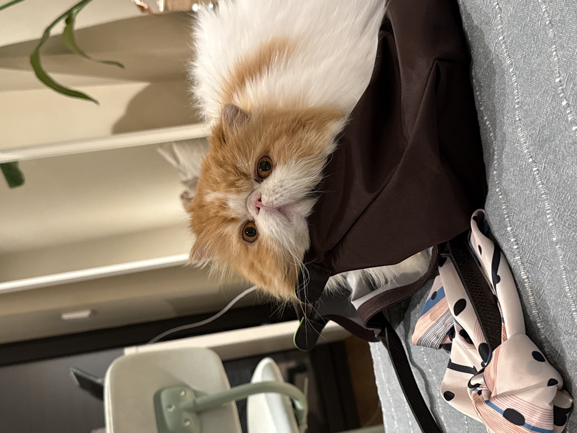Cat spotted in handbag across Barcelona locations